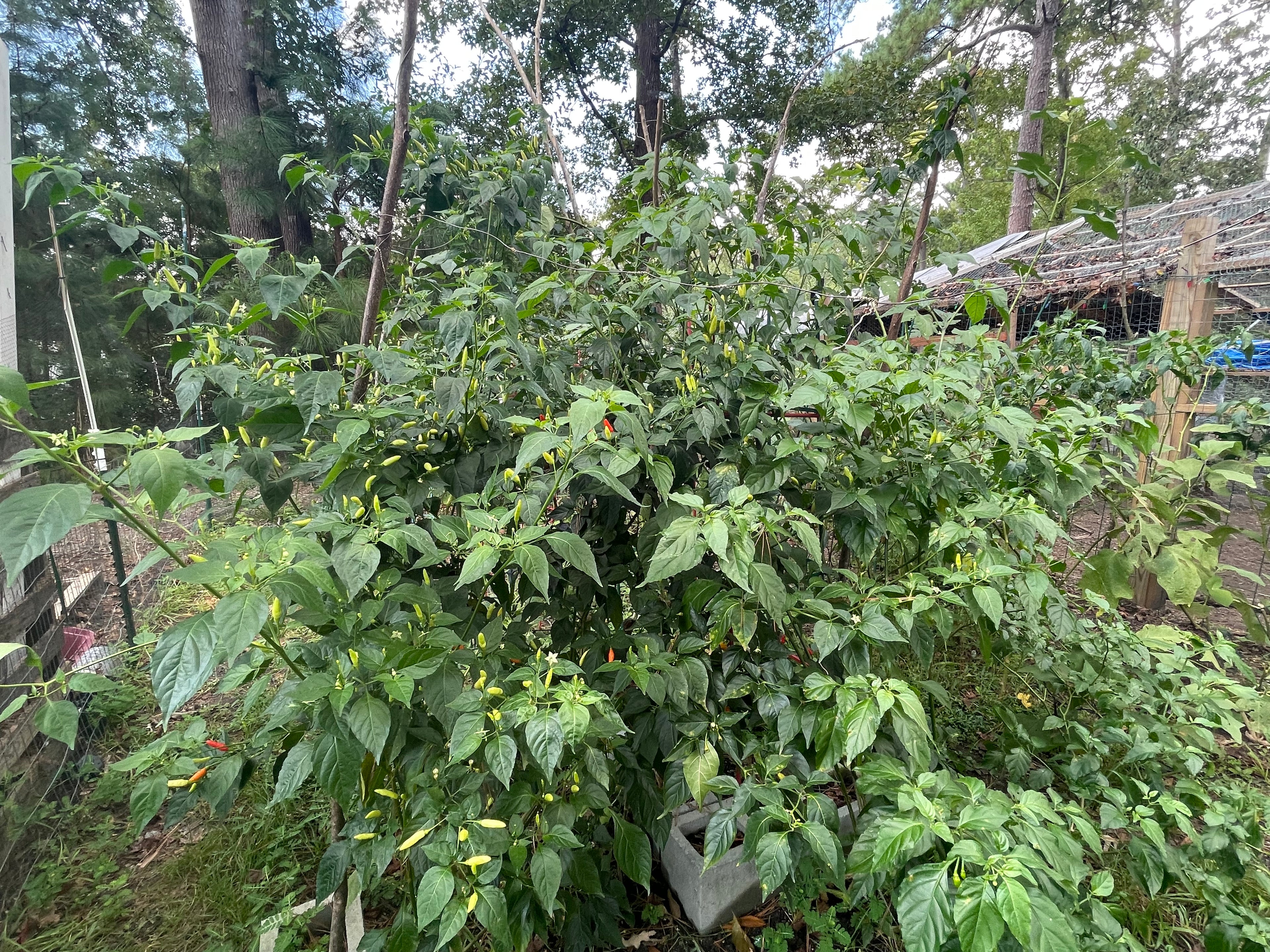 The Texan 6’ Sacred Geometry Package