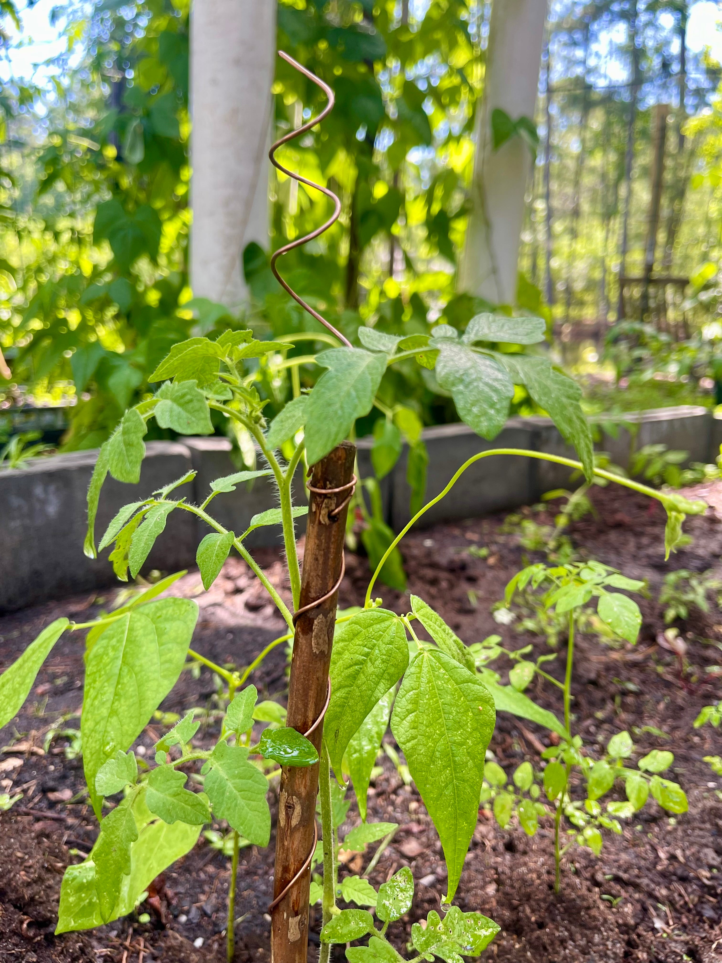 12” Green Thumb ElectroFreedom Electroculture Antenna