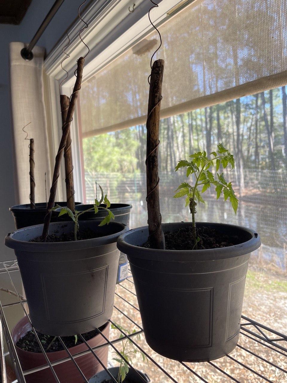 12” Green Thumb ElectroFreedom Electroculture Antenna