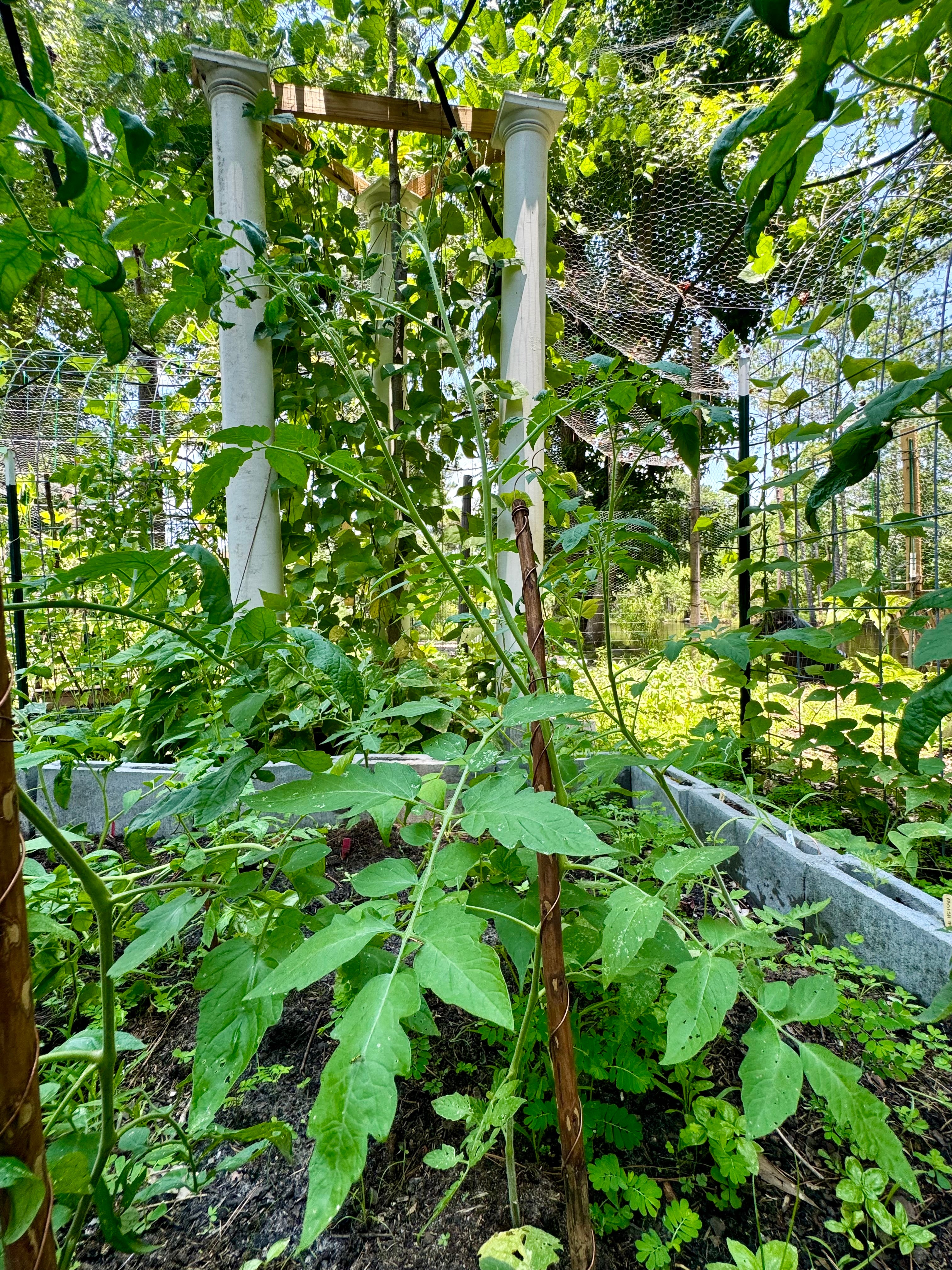 24” Redcoat ElectroFreedom Electroculture Antenna