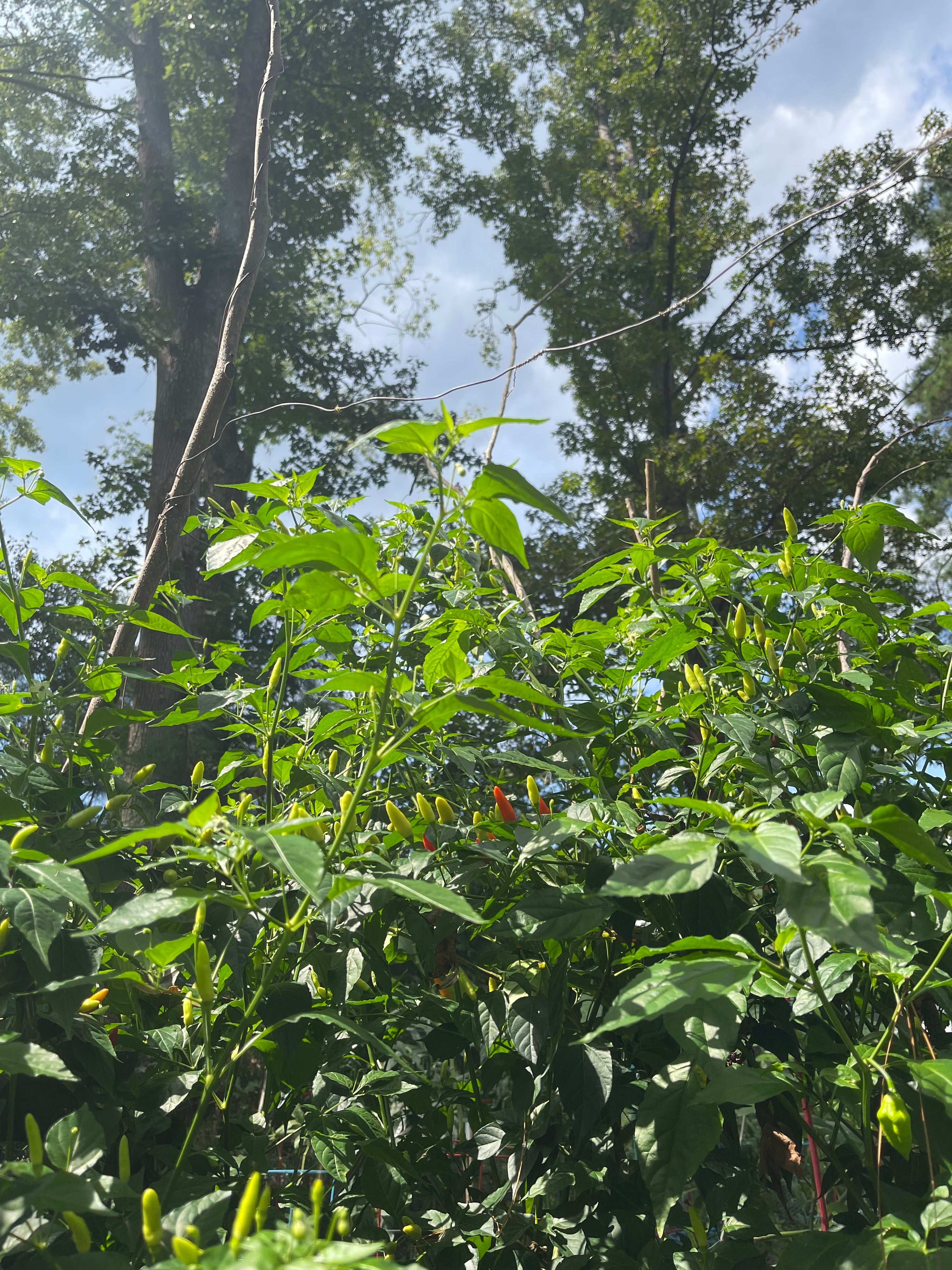 The Patriot 7' Sacred Geometry Package