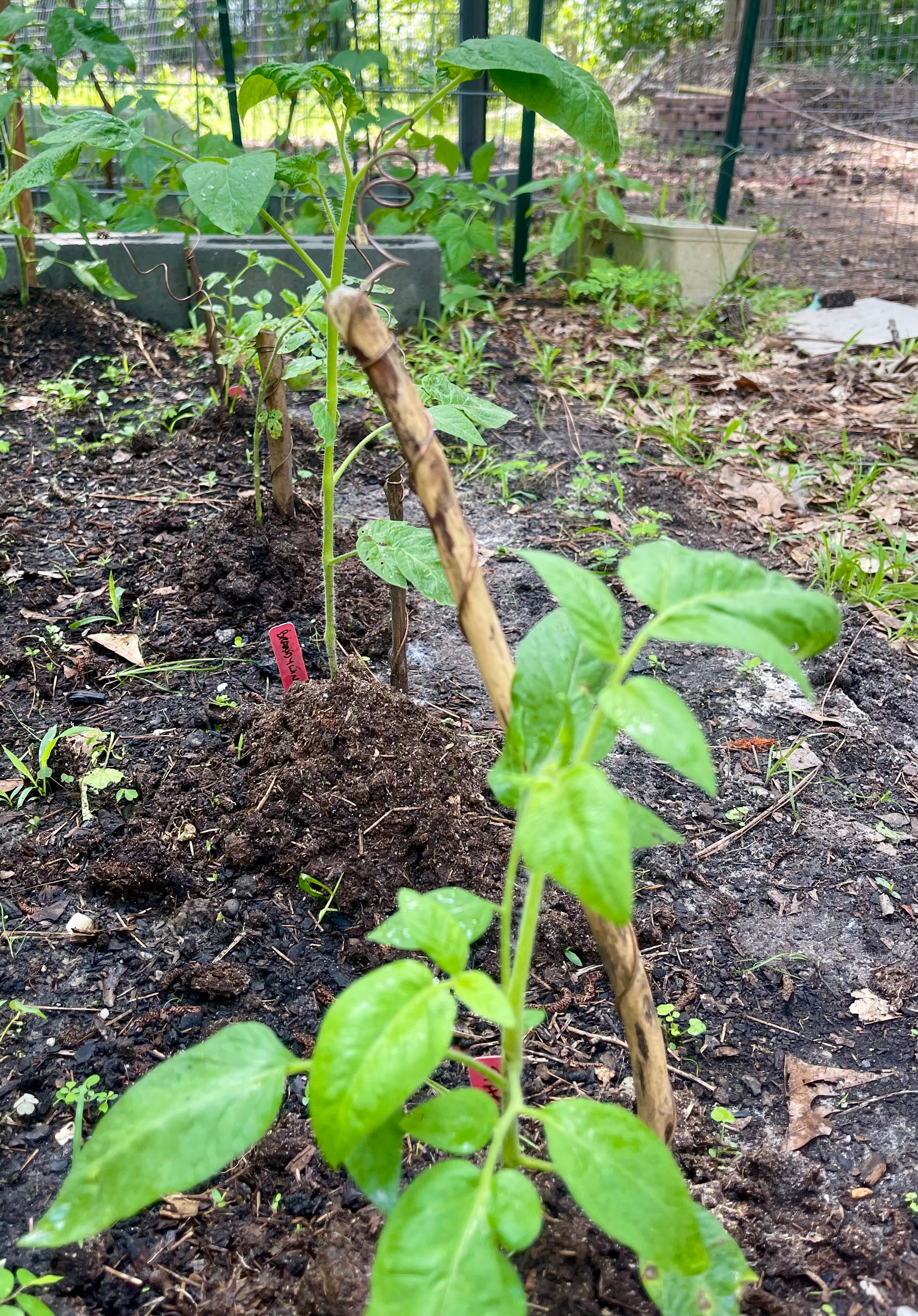 18” Mic ElectroFreedom Electroculture Antenna