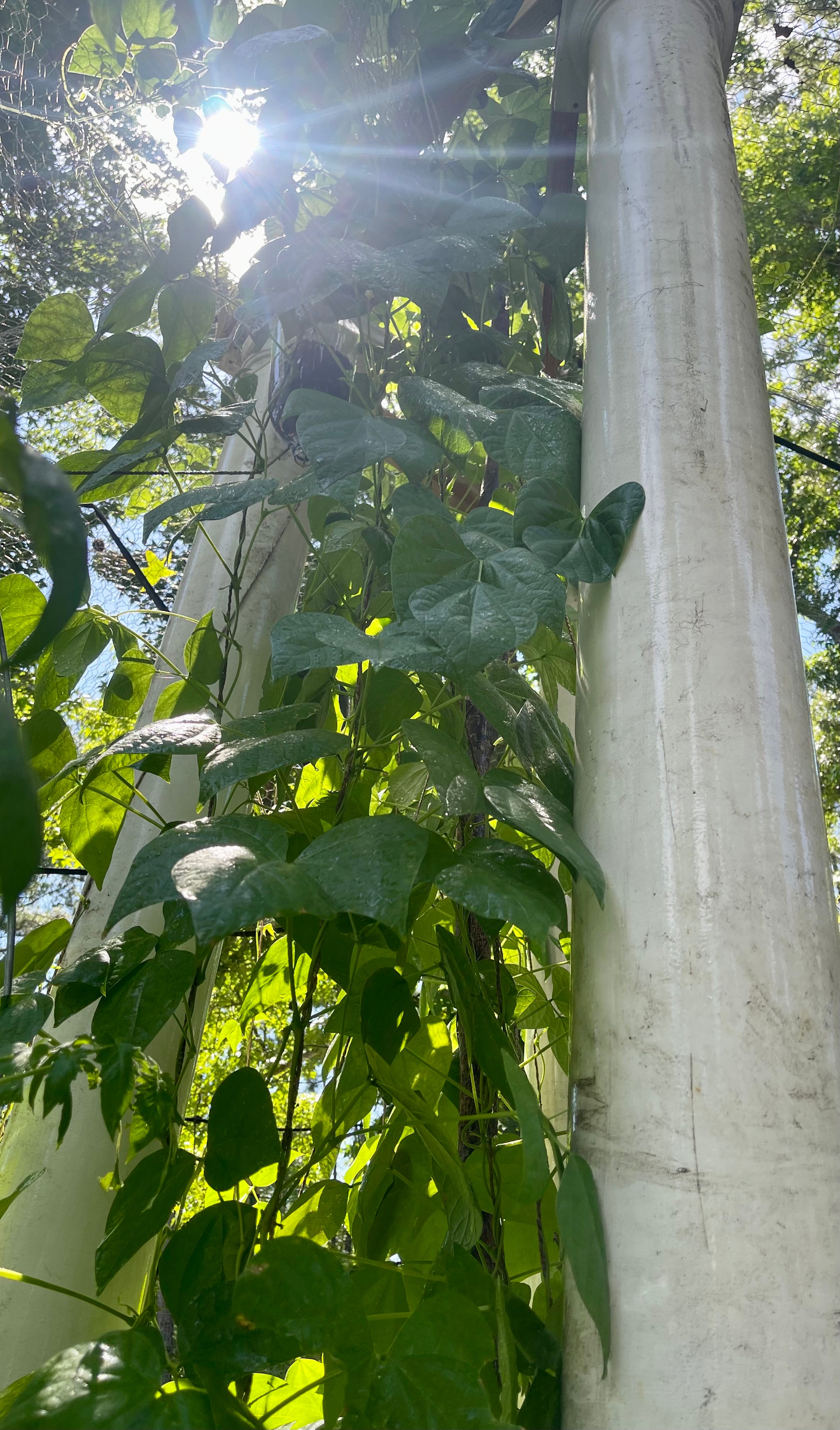 72” Texan ElectroFreedom Electroculture Antenna