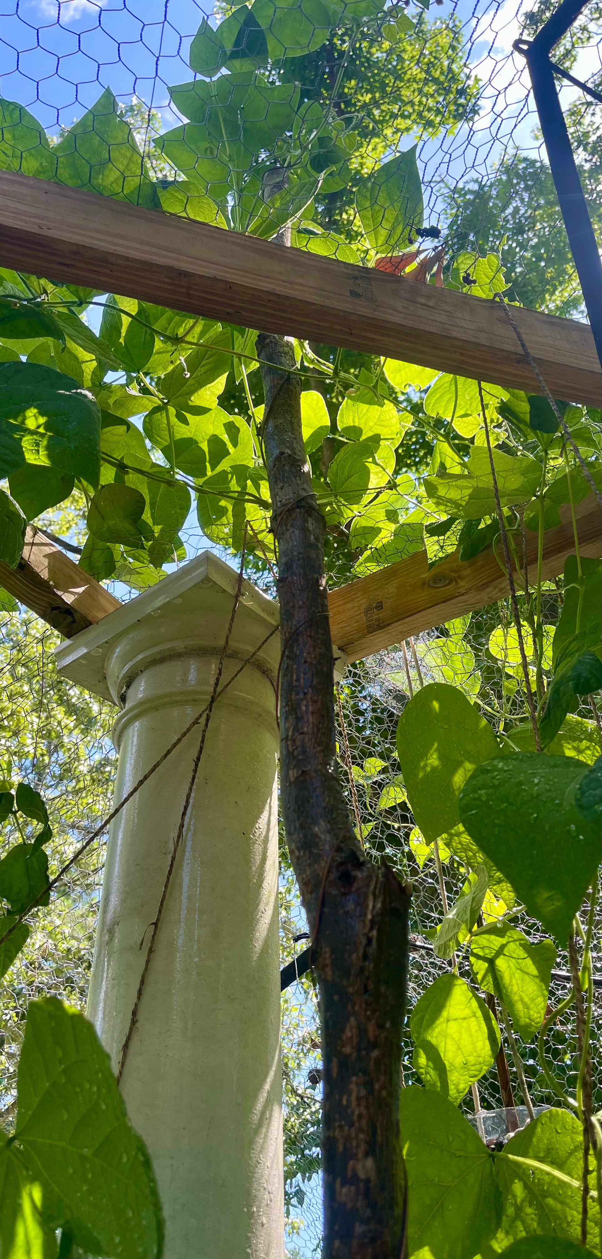 72” Texan ElectroFreedom Electroculture Antenna