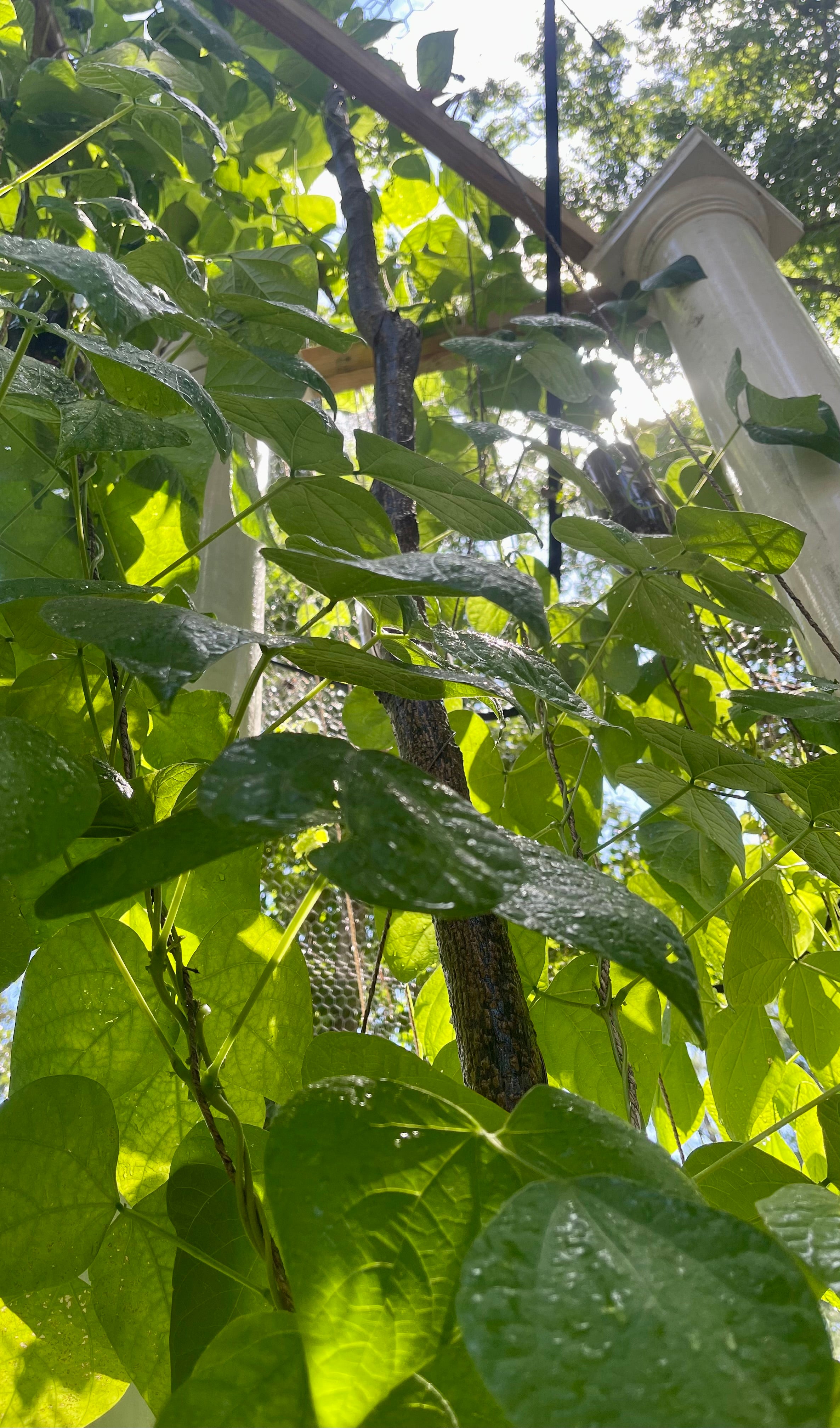 84” Patriot ElectroFreedom Electroculture Antenna