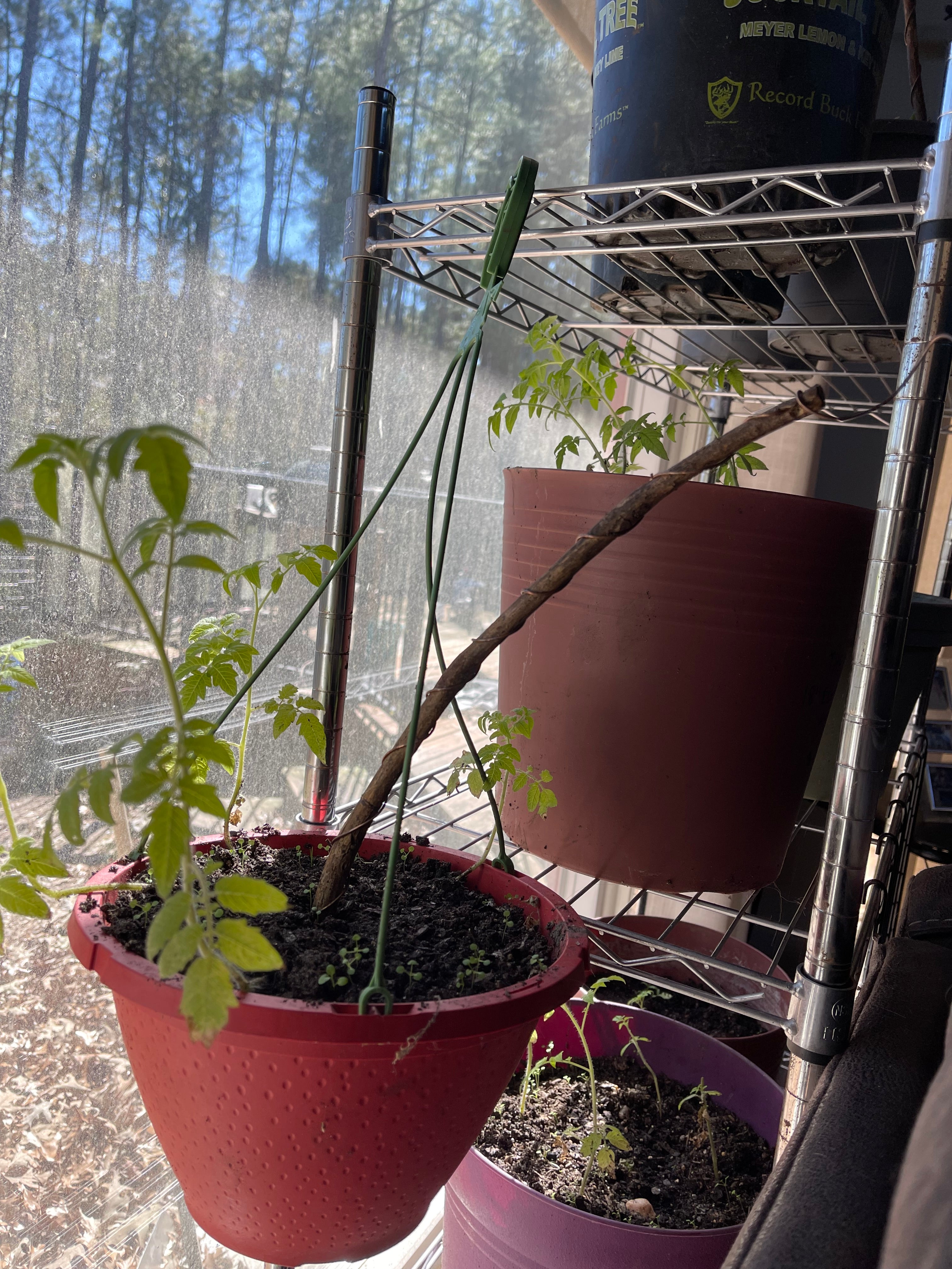 18” Mic ElectroFreedom Electroculture Antenna (6 pack)