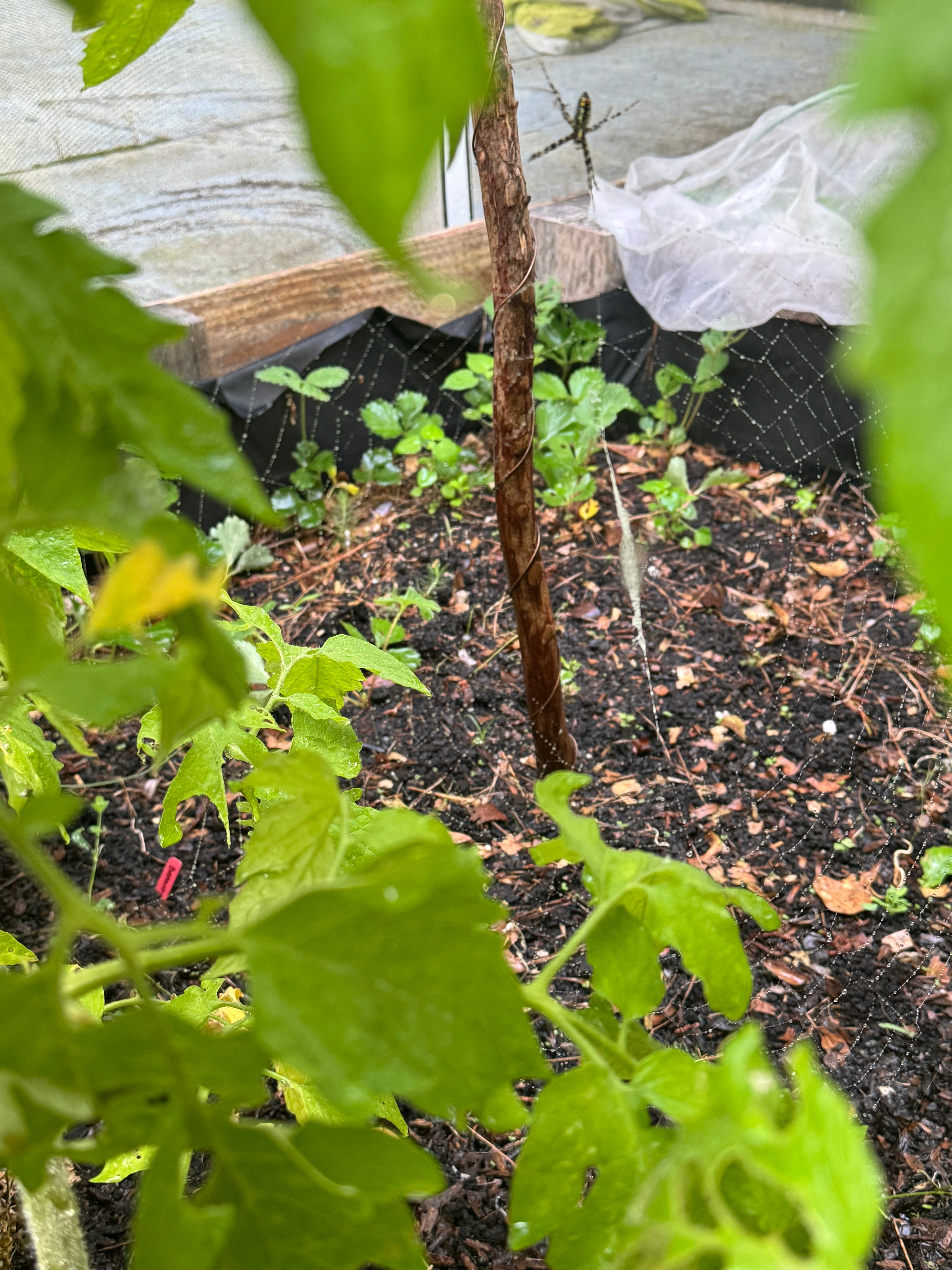 24” Redcoat ElectroFreedom Electroculture Antenna