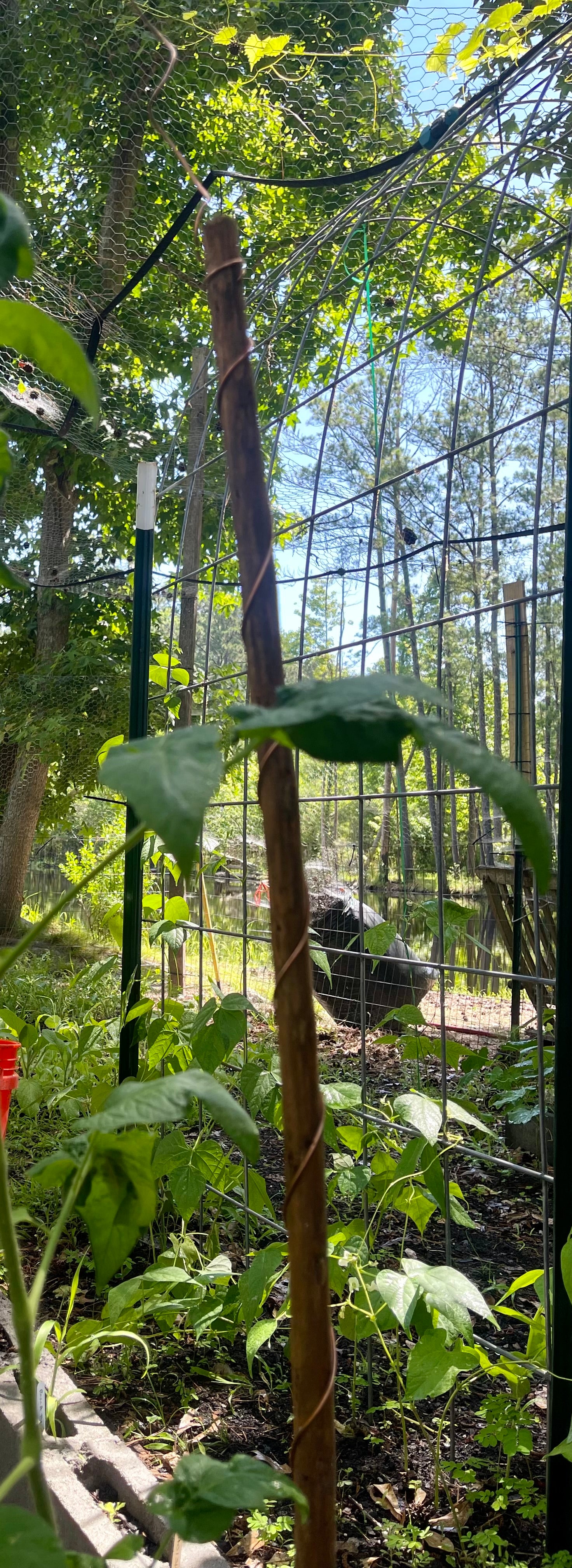 60” Homesteader ElectroFreedom Electroculture Antenna