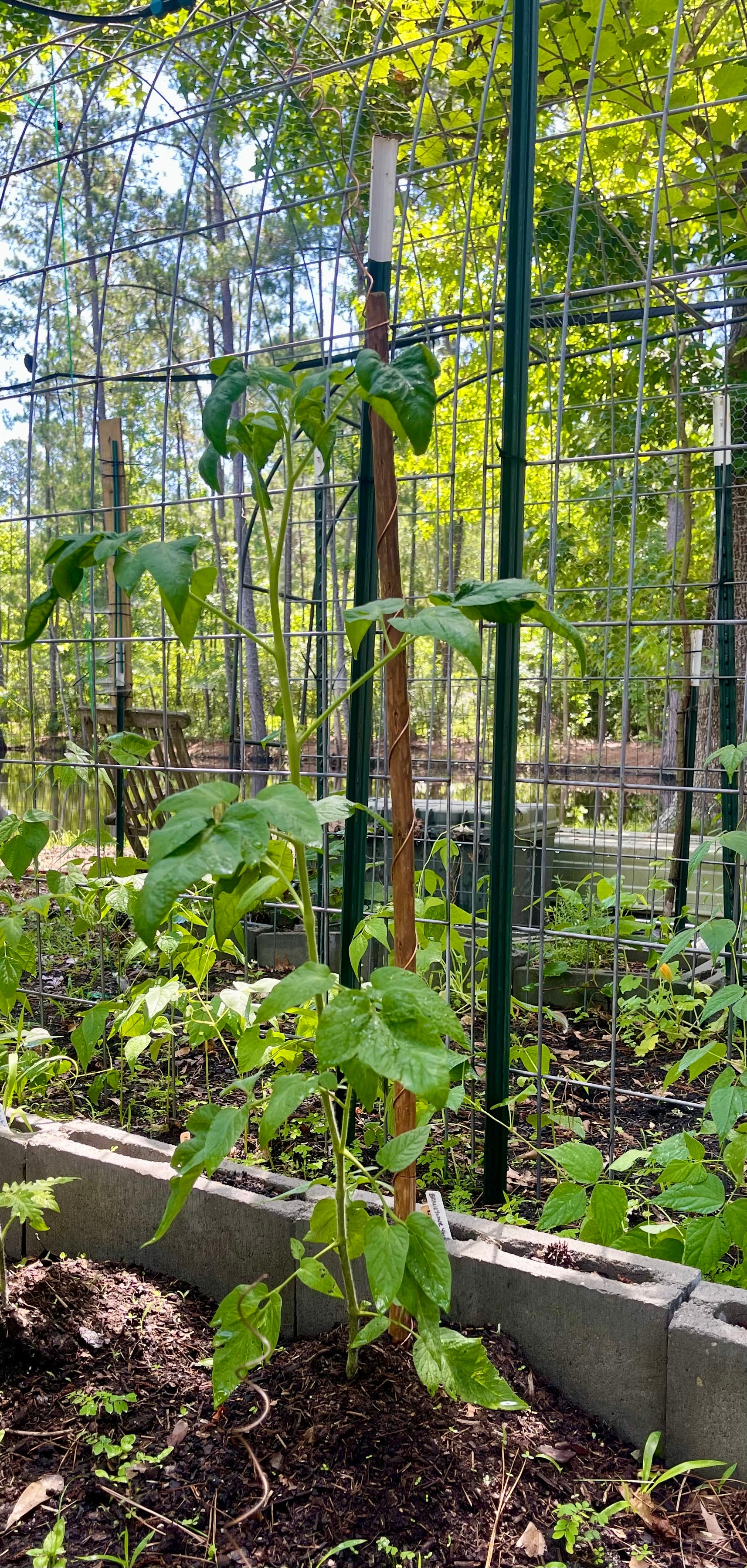 42” Yankee ElectroFreedom Electroculture Antenna