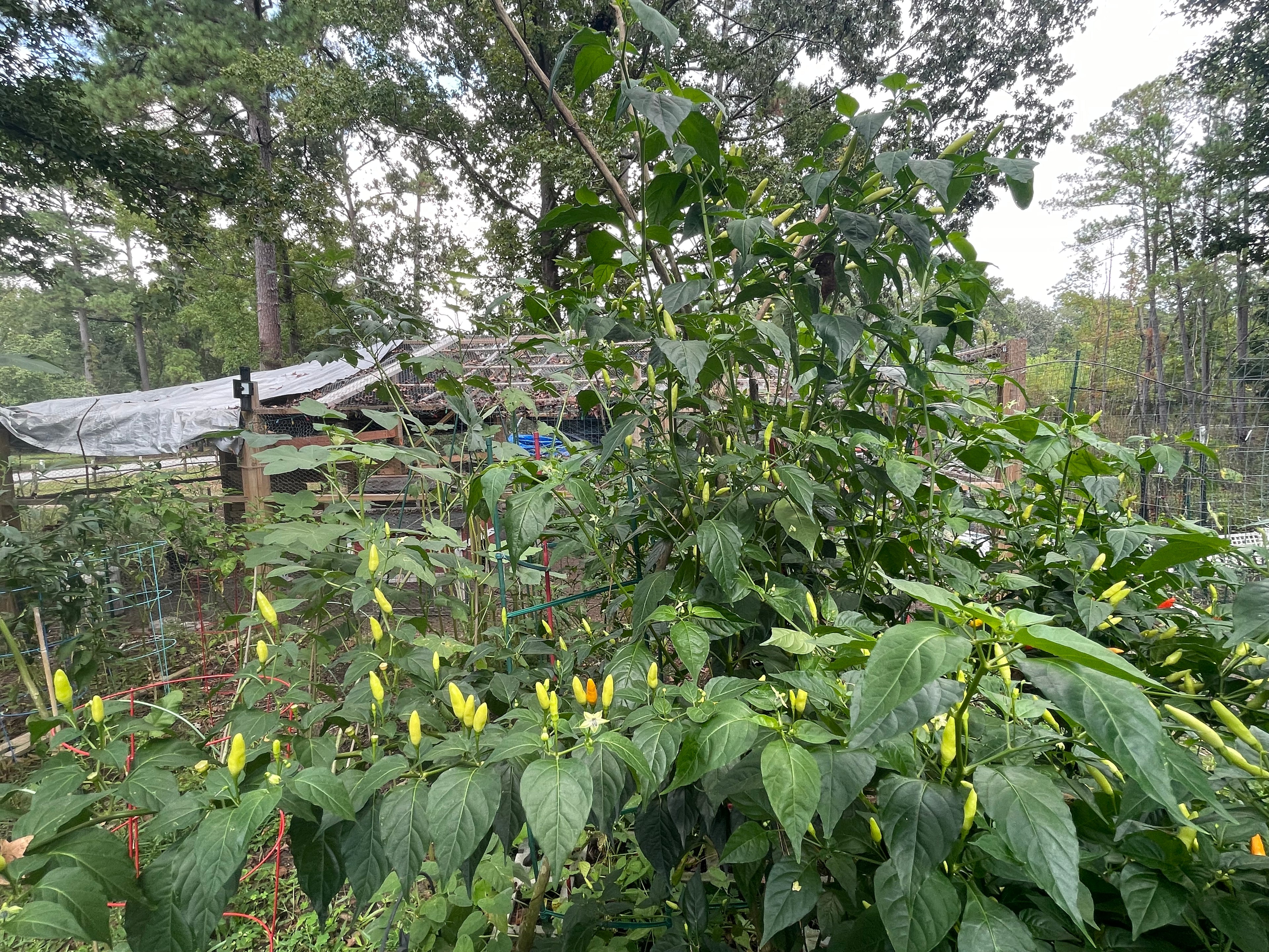 72” Texan ElectroFreedom Electroculture Antenna