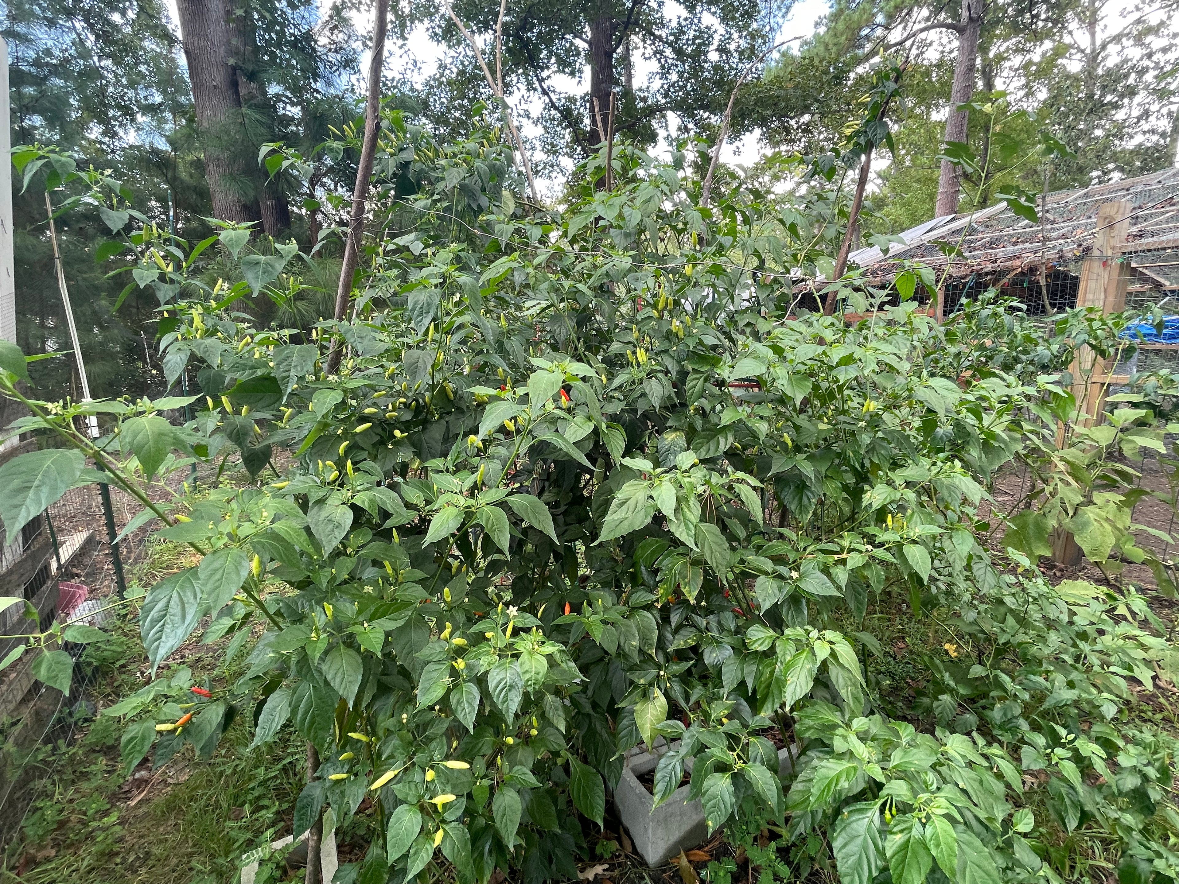 84” Patriot ElectroFreedom Electroculture Antenna