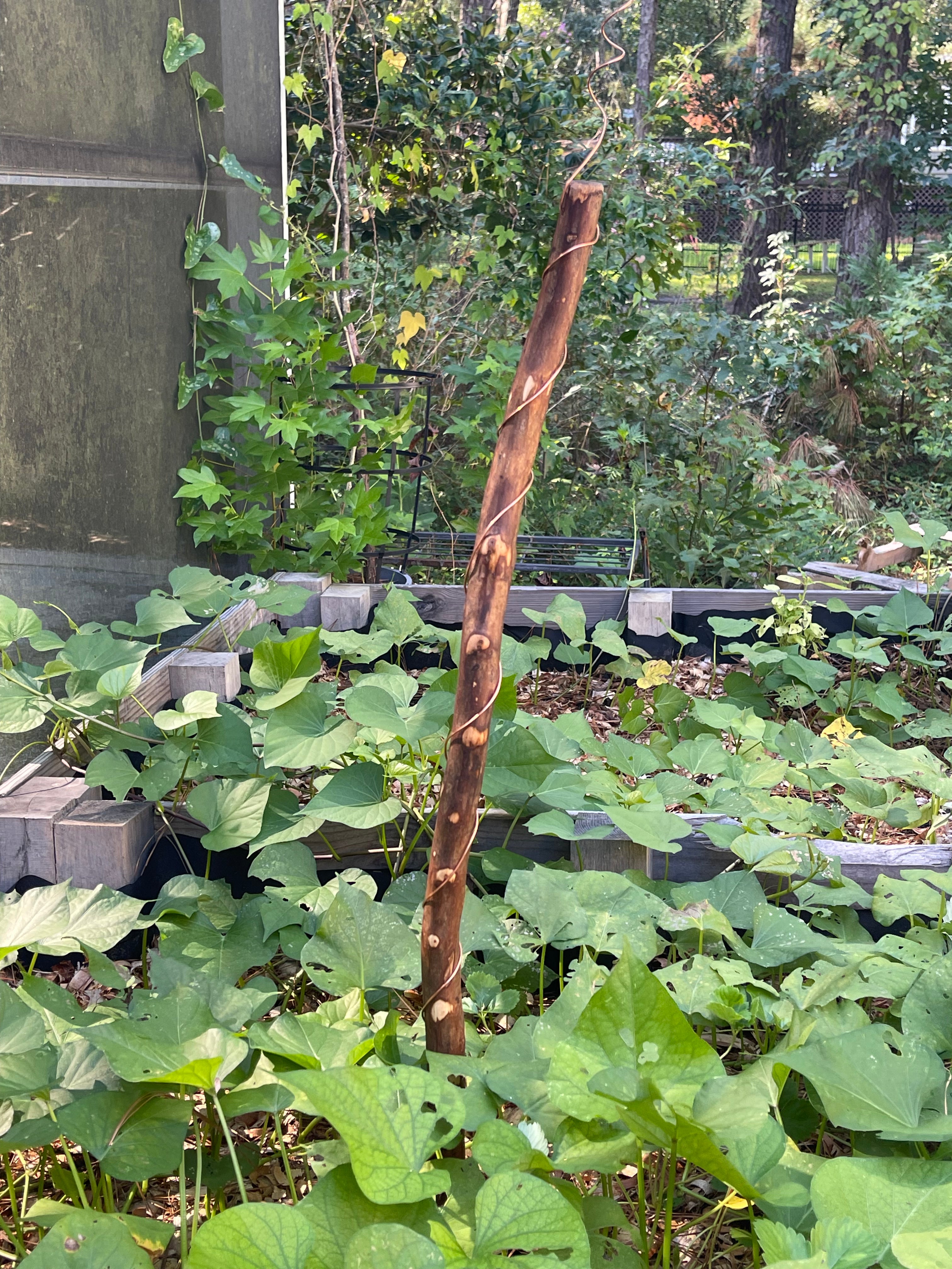 42” Yankee ElectroFreedom Electroculture Antenna