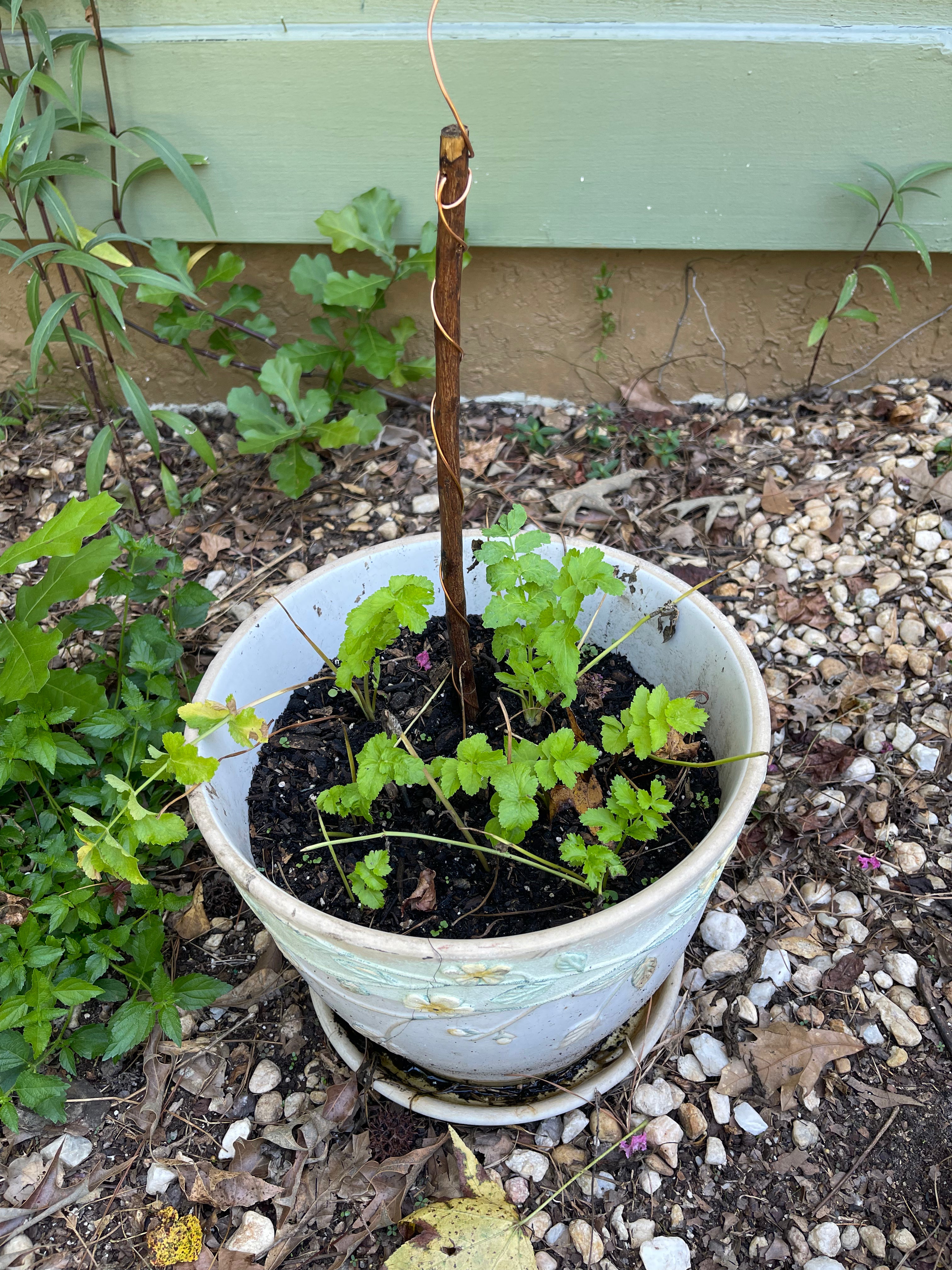 18” Mic ElectroFreedom Electroculture Antenna