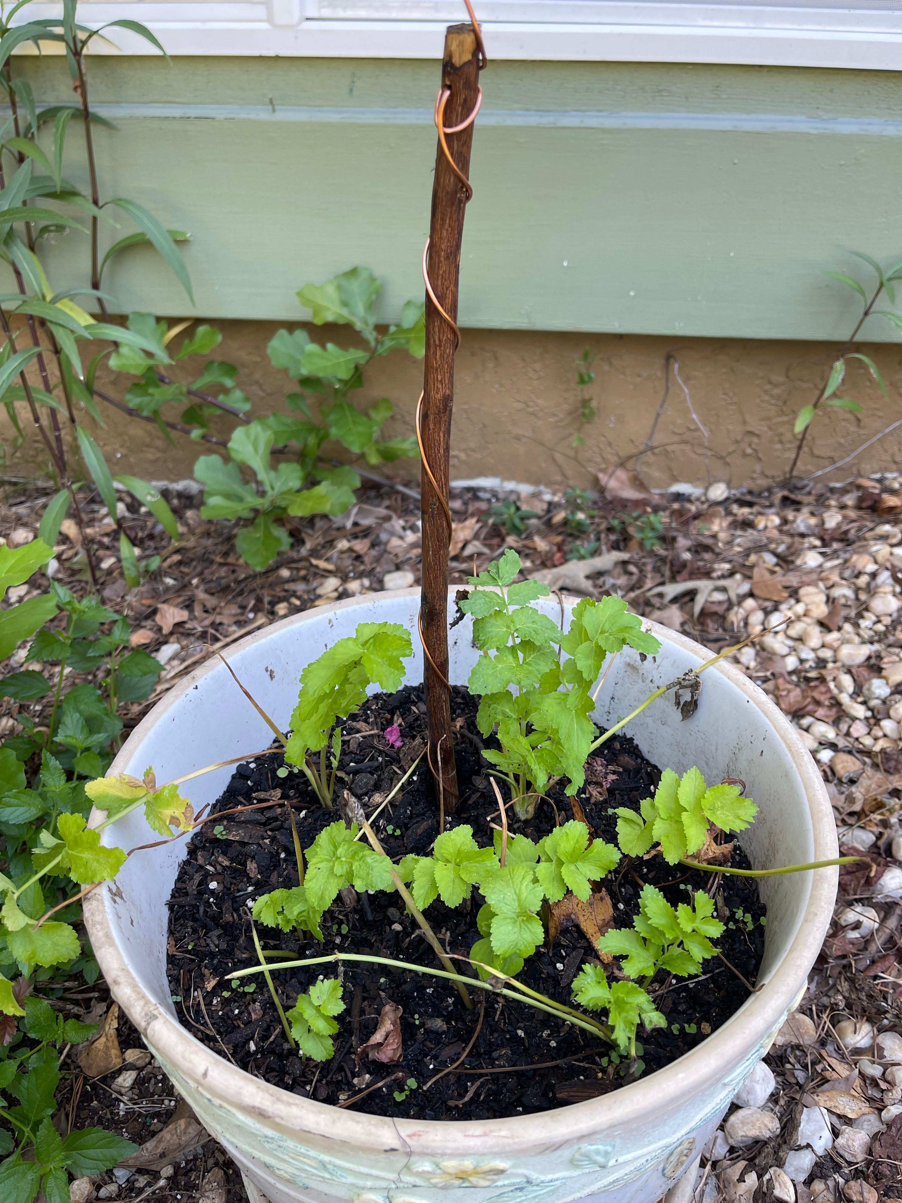 18” Mic ElectroFreedom Electroculture Antenna