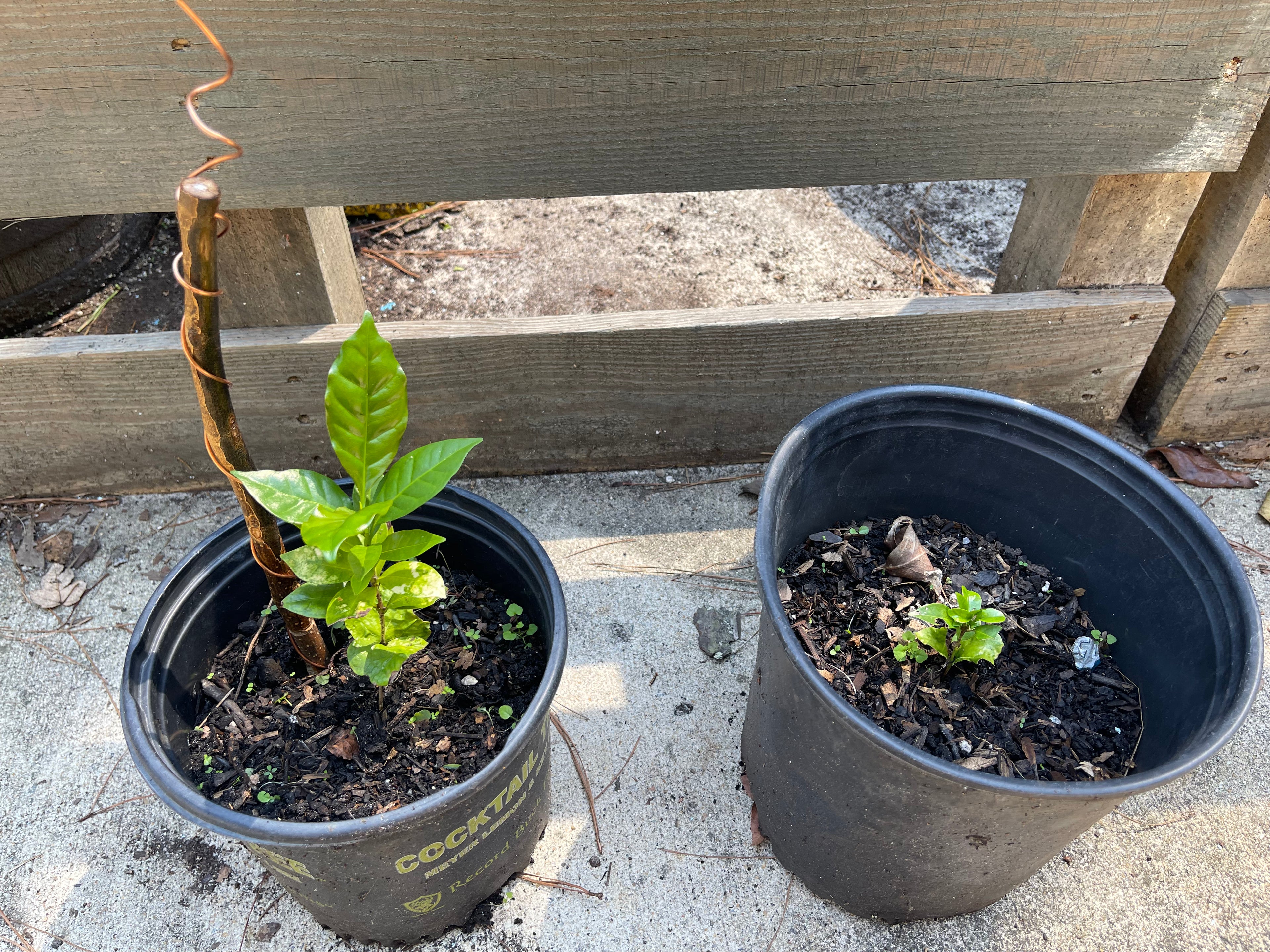 12” Green Thumb ElectroFreedom Electroculture Antenna (6 pack)