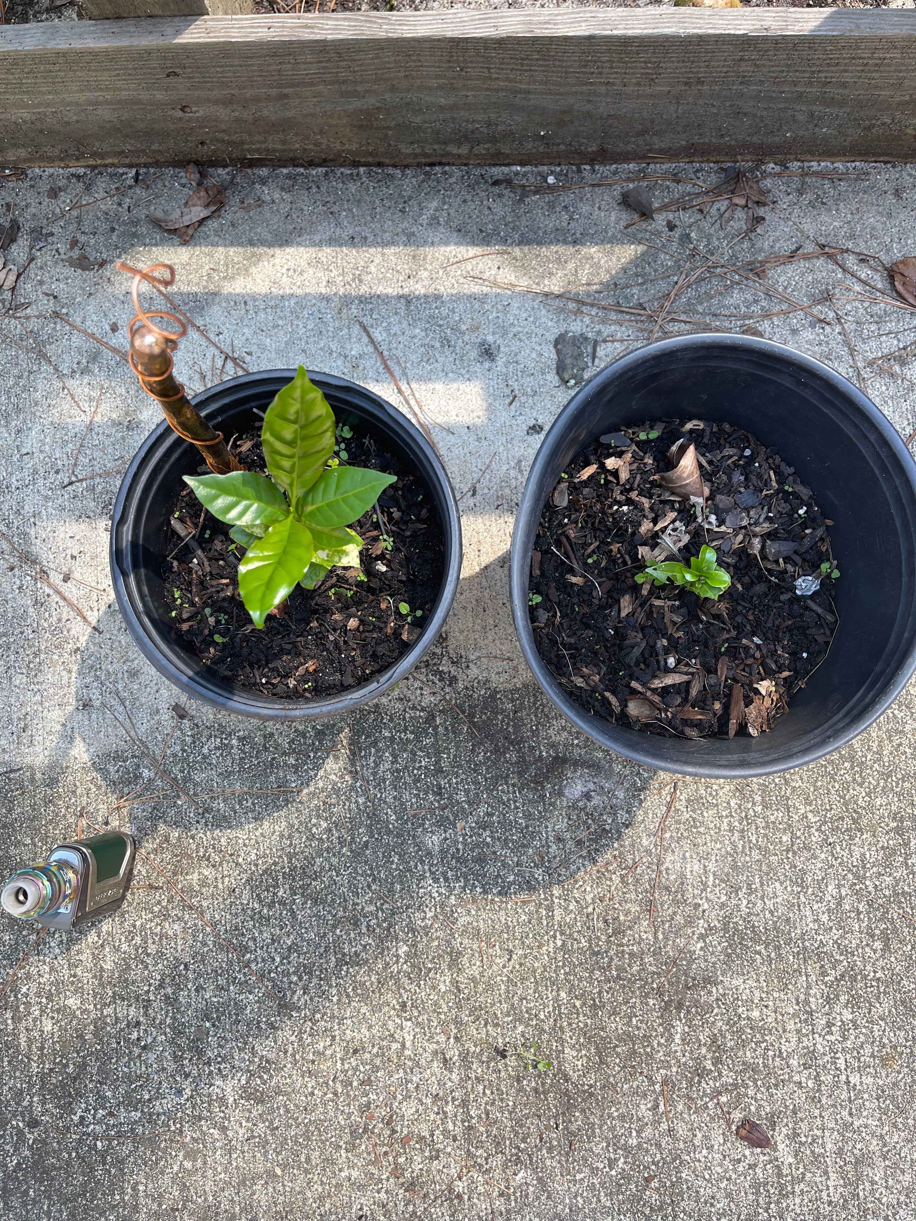 12” Green Thumb ElectroFreedom Electroculture Antenna (6 pack)