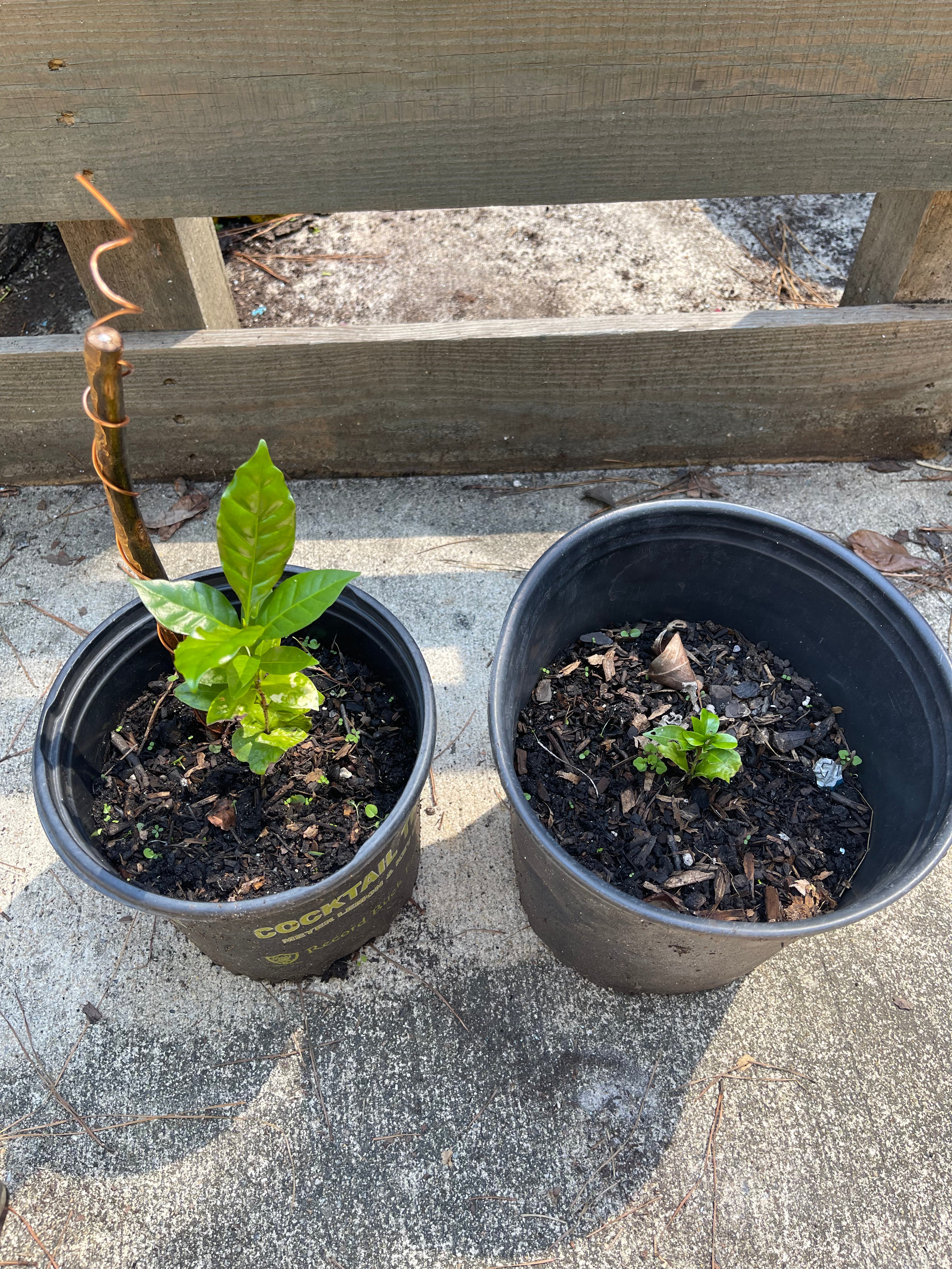 12” Green Thumb ElectroFreedom Electroculture Antenna (6 pack)