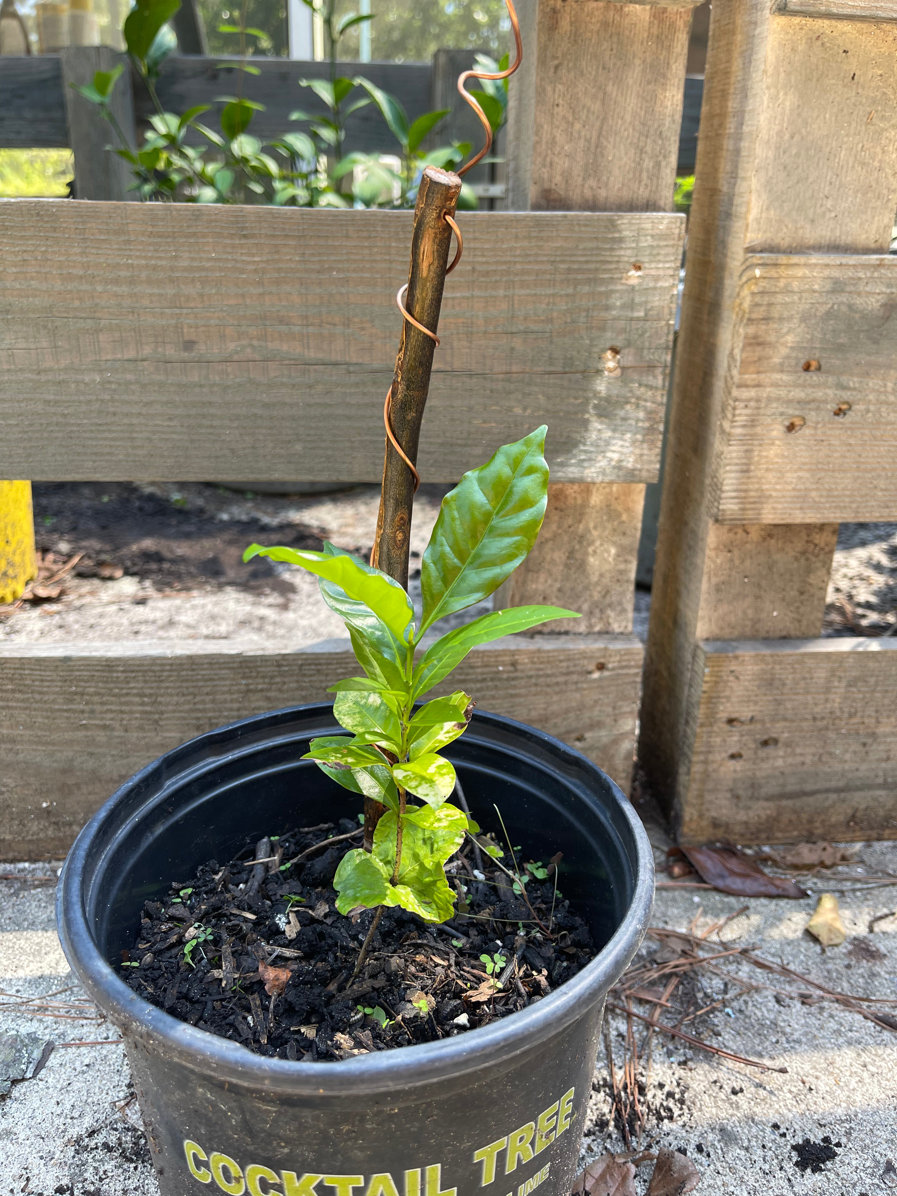 12” Green Thumb ElectroFreedom Electroculture Antenna