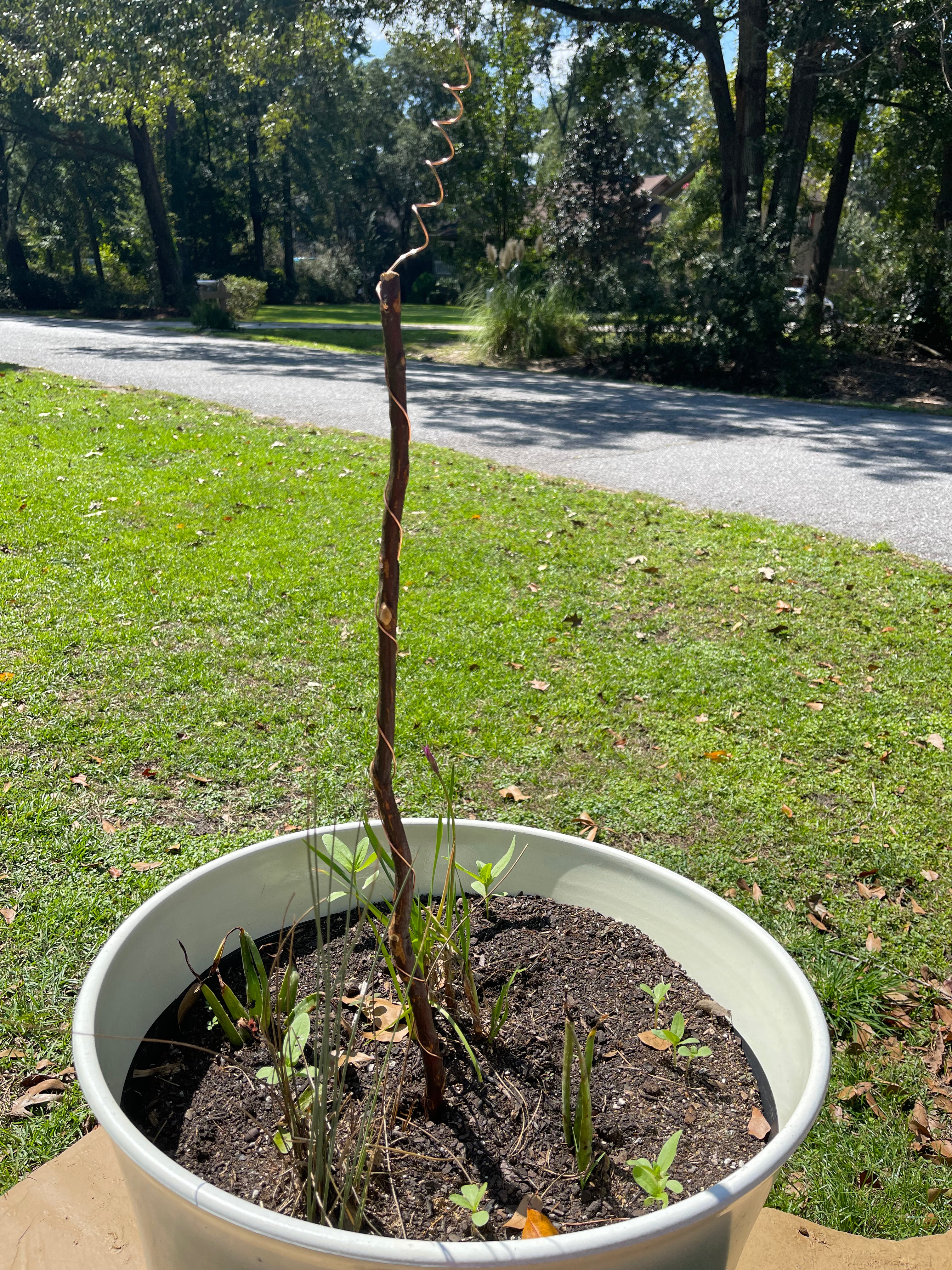 30” Southern Belle ElectroFreedom Electroculture Antenna (6 pack)