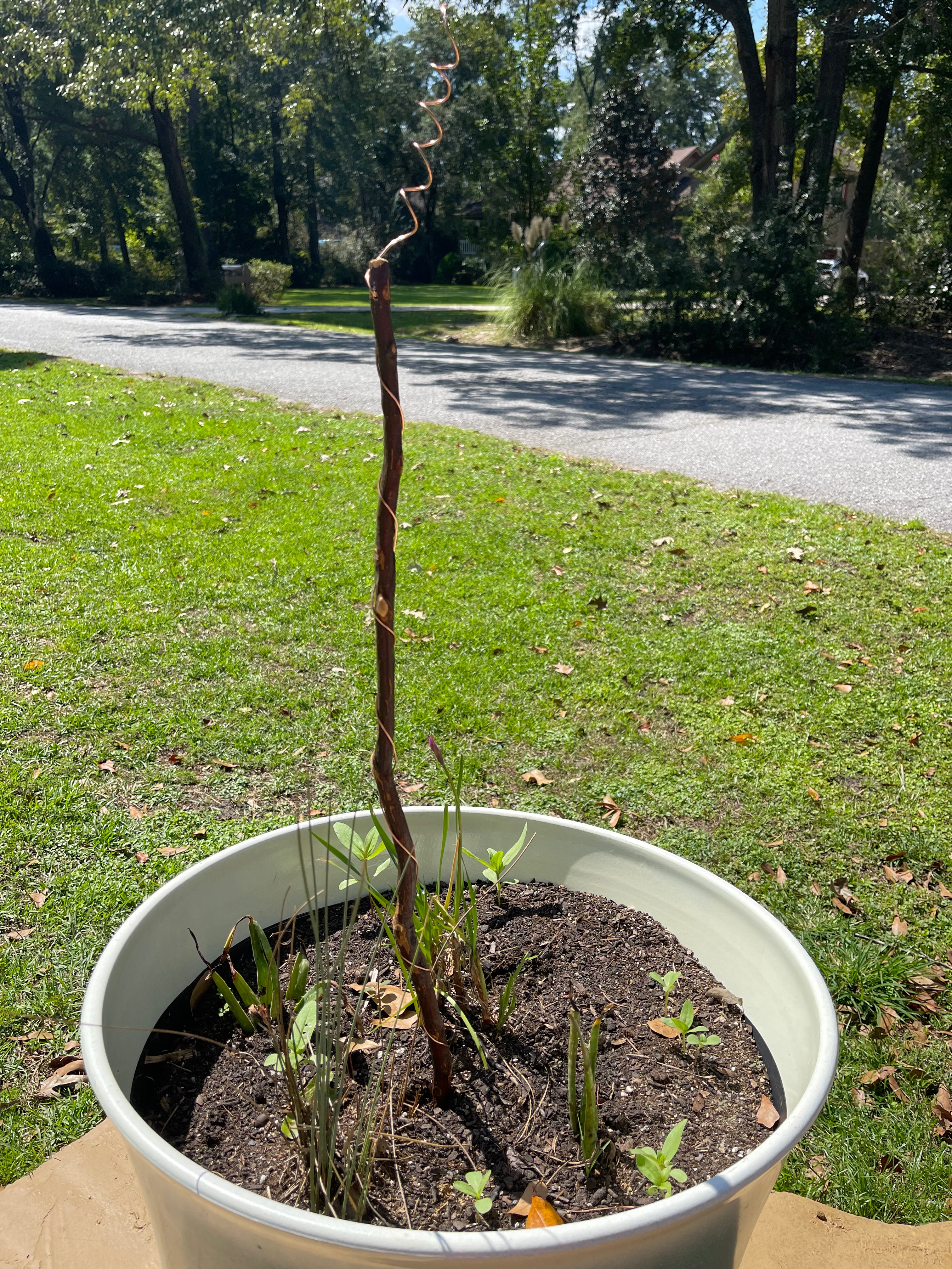 30” Southern Belle ElectroFreedom Electroculture Antenna