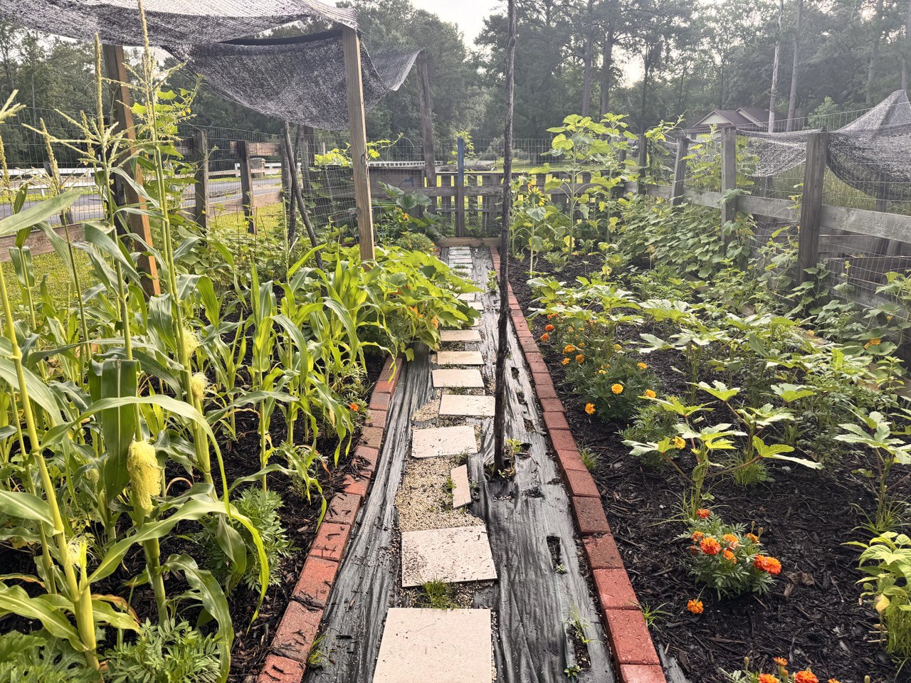 60” Homesteader ElectroFreedom Electroculture Antenna