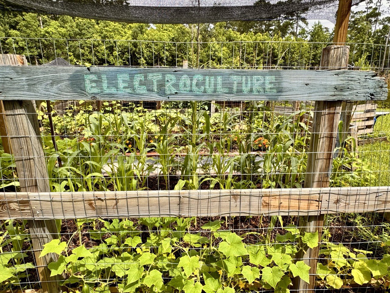 60” Homesteader ElectroFreedom Electroculture Antenna