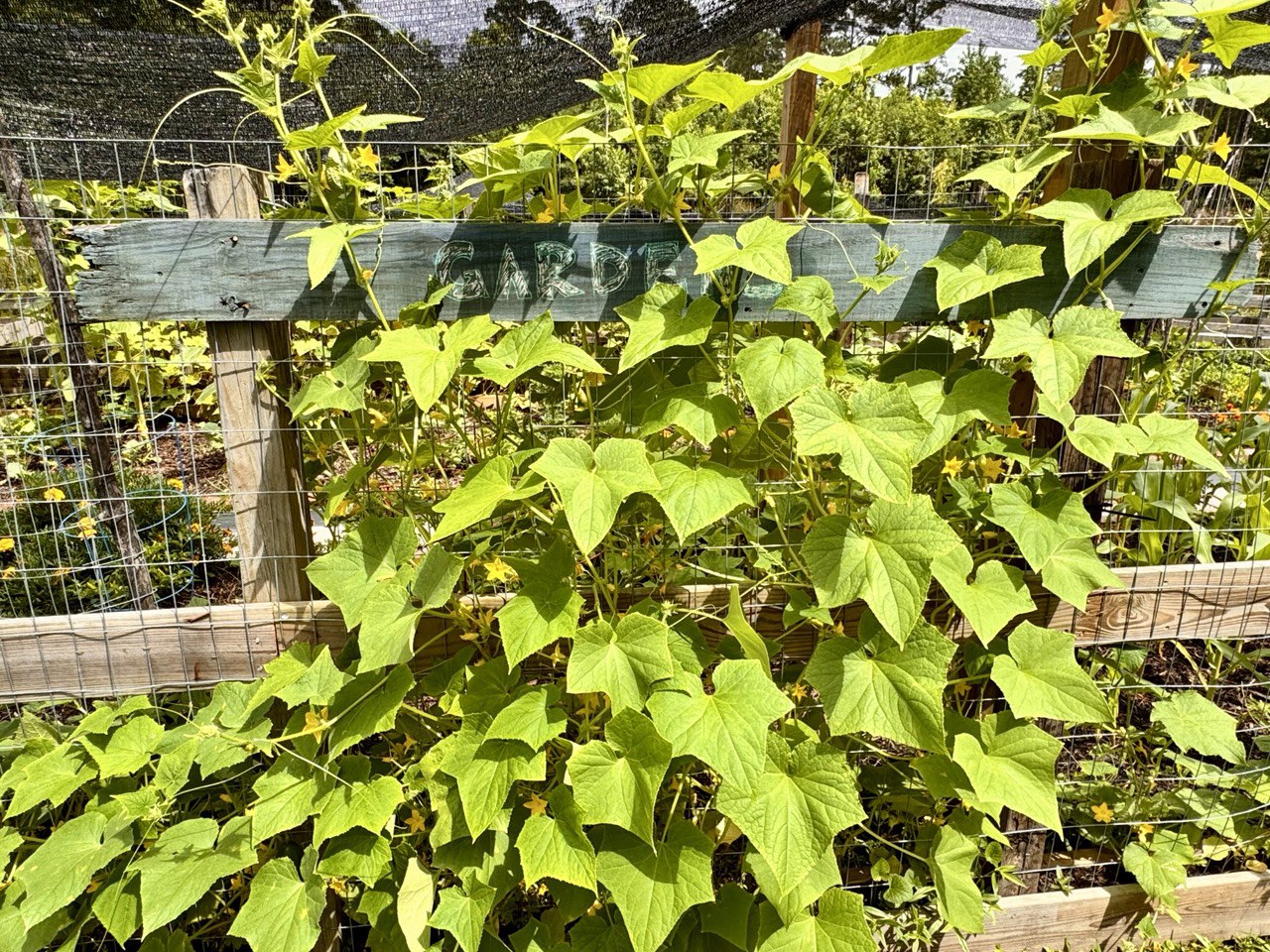 60” Homesteader ElectroFreedom Electroculture Antenna