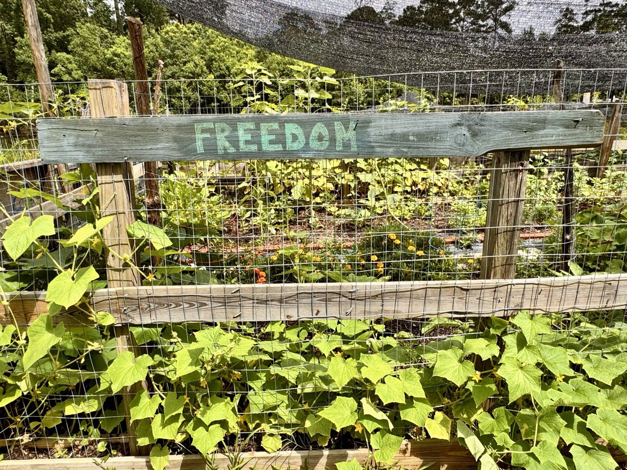 60” Homesteader ElectroFreedom Electroculture Antenna