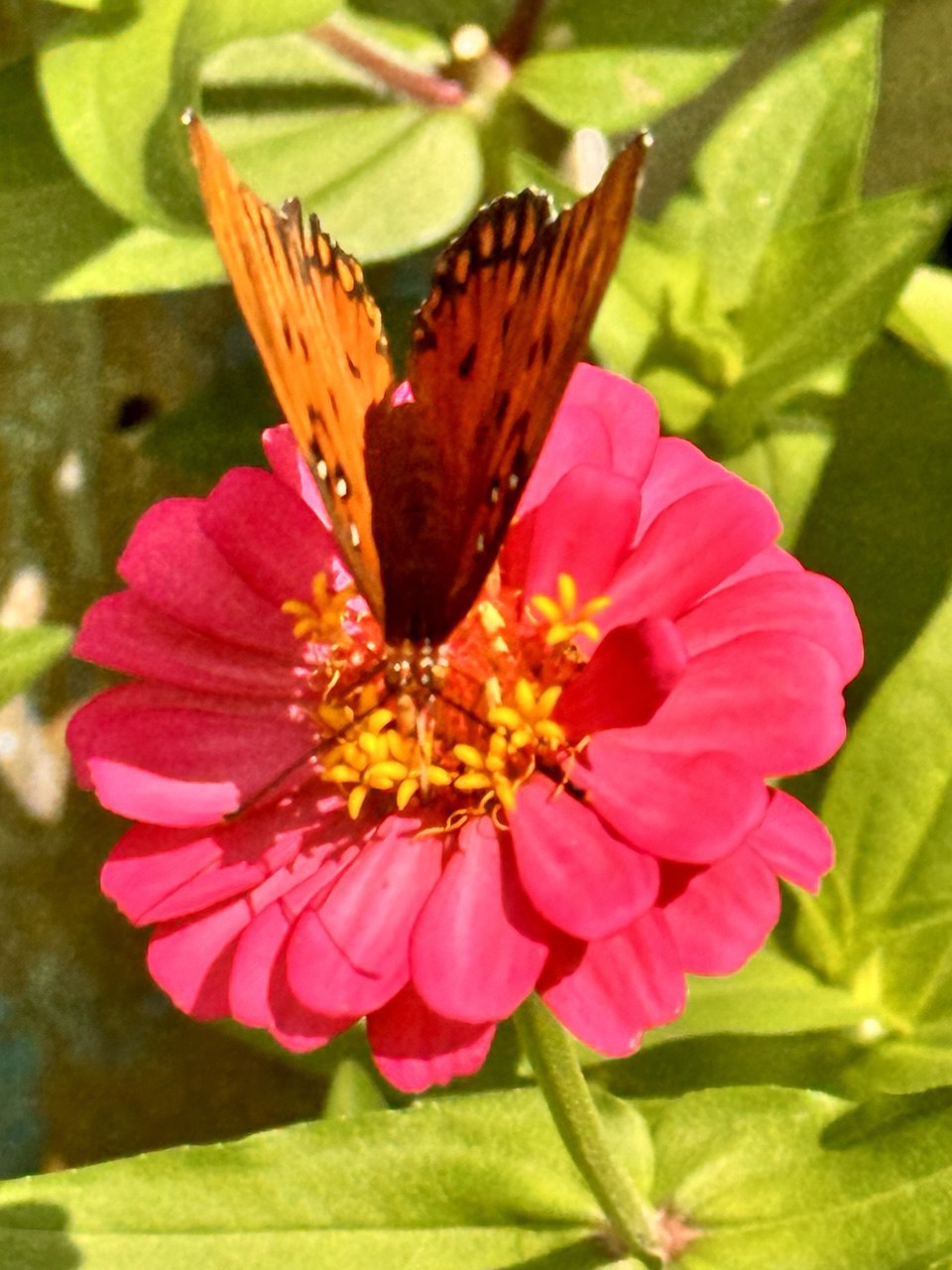 12” Green Thumb ElectroFreedom Electroculture Antenna