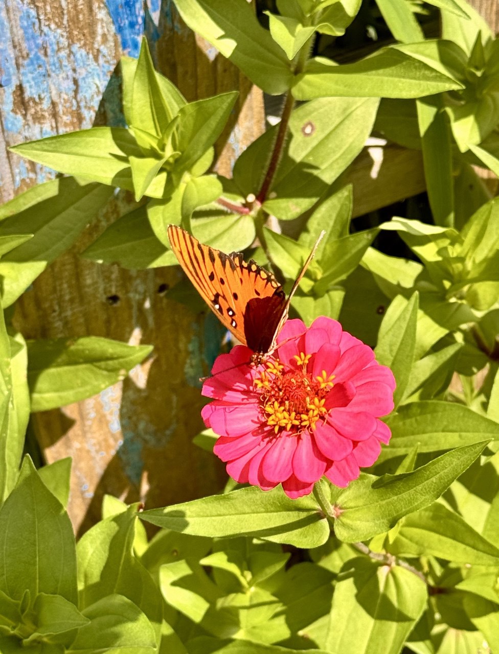 12” Green Thumb ElectroFreedom Electroculture Antenna