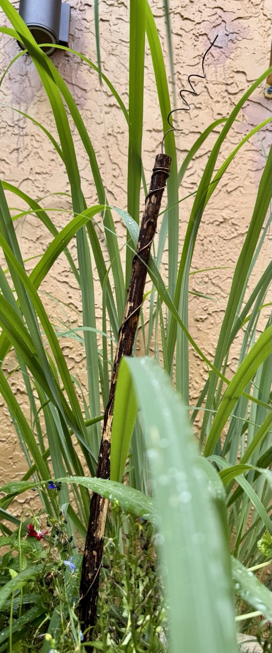 12” Green Thumb ElectroFreedom Electroculture Antenna