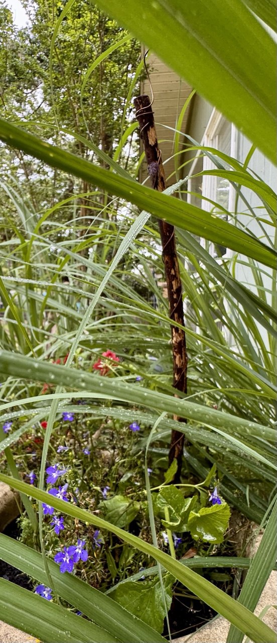 12” Green Thumb ElectroFreedom Electroculture Antenna