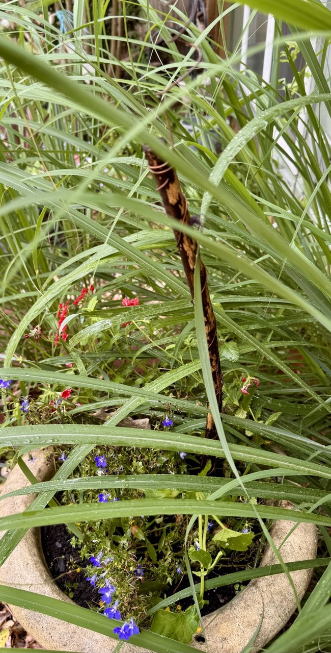 12” Green Thumb ElectroFreedom Electroculture Antenna