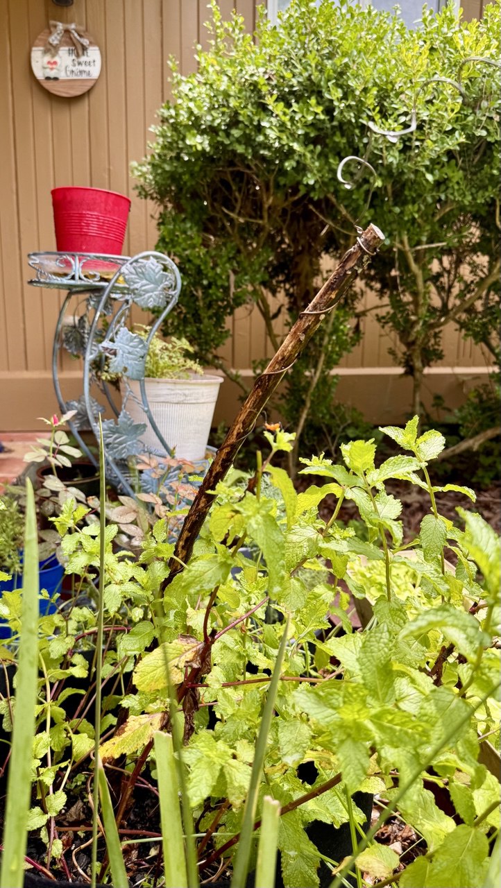 12” Green Thumb ElectroFreedom Electroculture Antenna