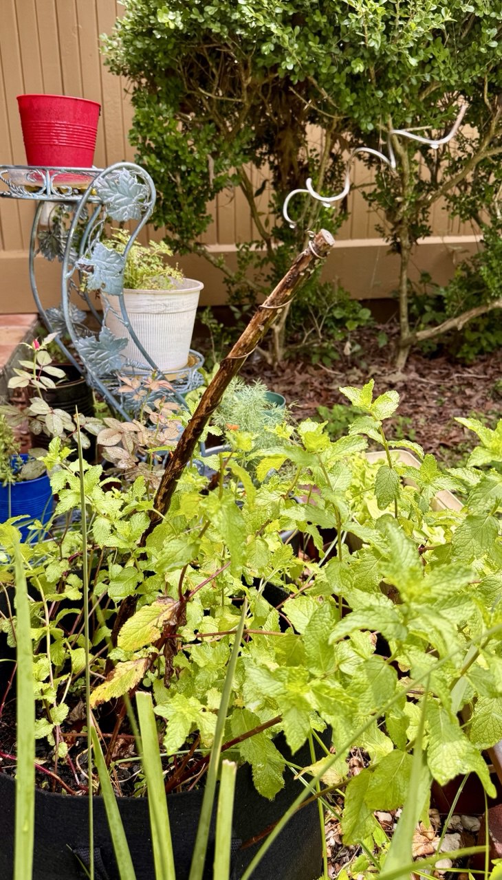 12” Green Thumb ElectroFreedom Electroculture Antenna