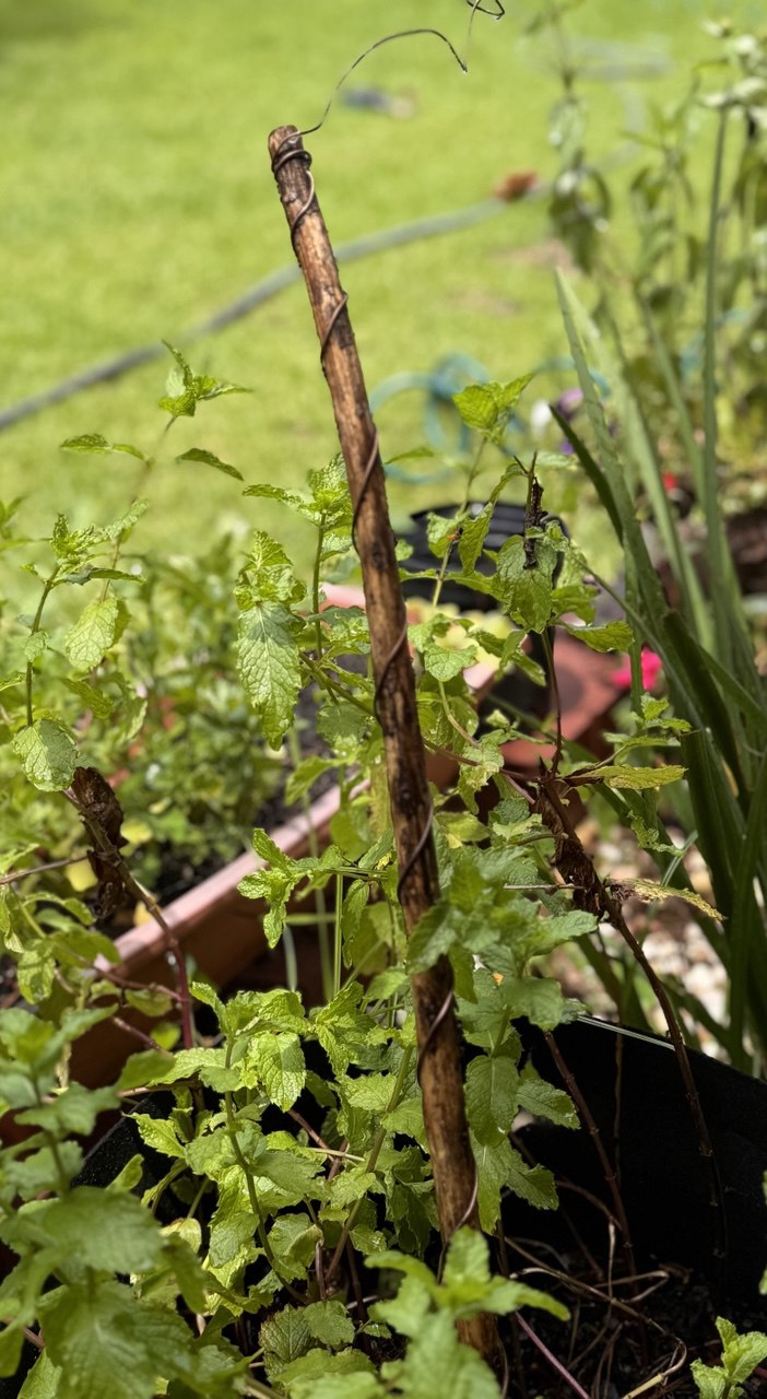 12” Green Thumb ElectroFreedom Electroculture Antenna