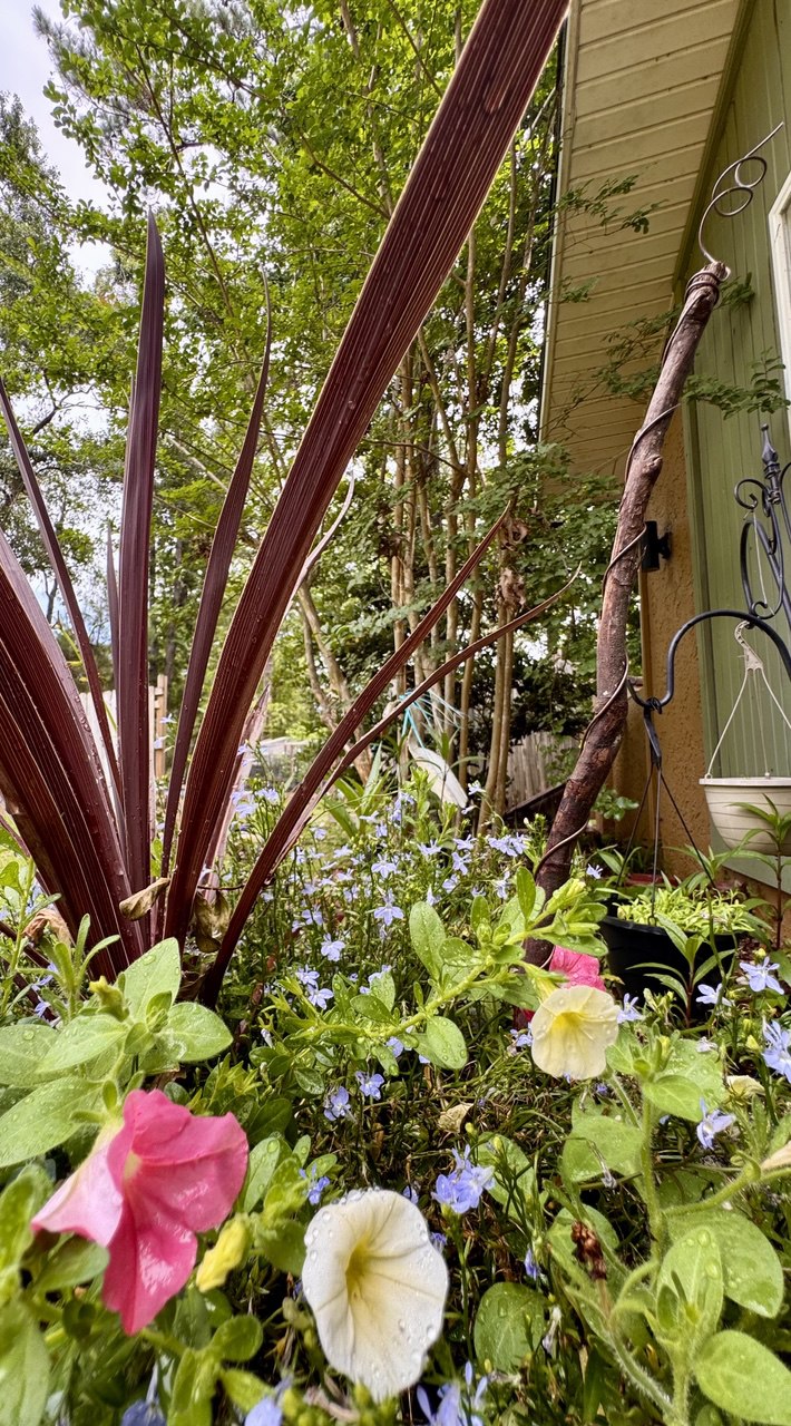 12” Green Thumb ElectroFreedom Electroculture Antenna