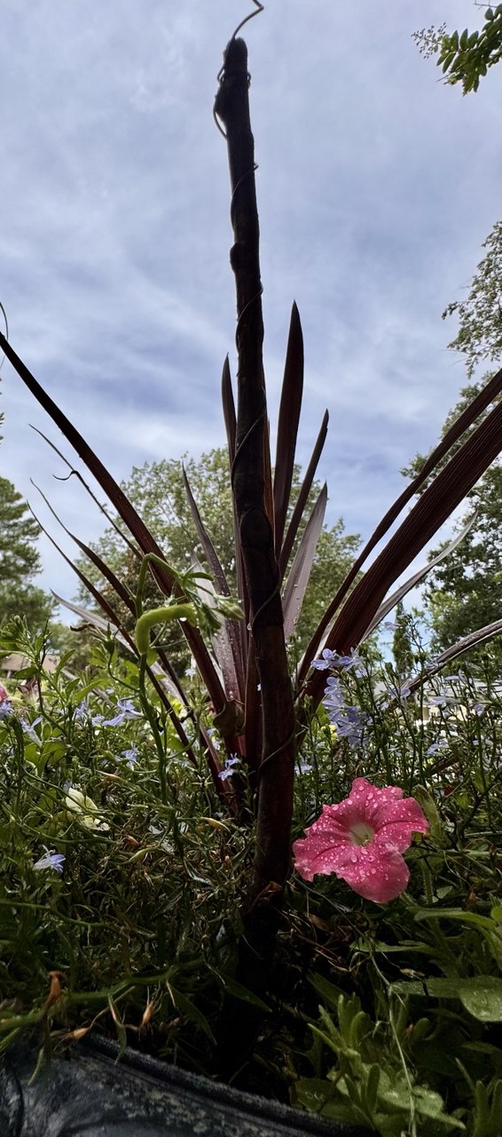 12” Green Thumb ElectroFreedom Electroculture Antenna