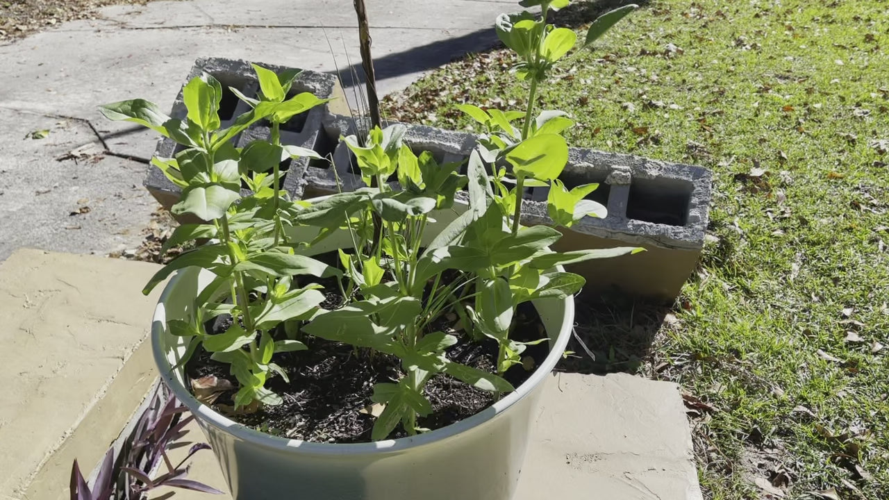 24” Redcoat ElectroFreedom Electroculture Antenna