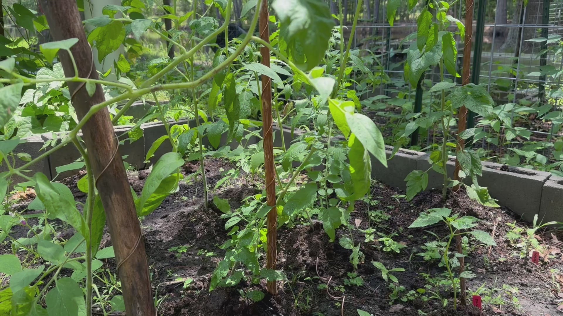 18” Mic ElectroFreedom Electroculture Antenna