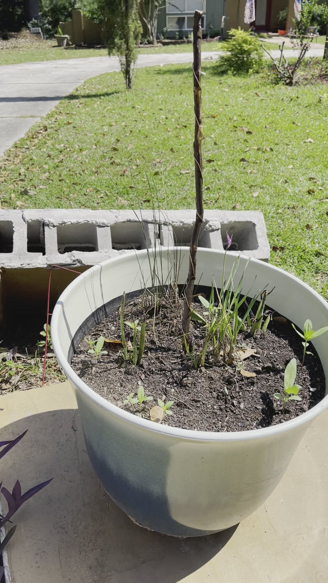 30” Southern Belle ElectroFreedom Electroculture Antenna