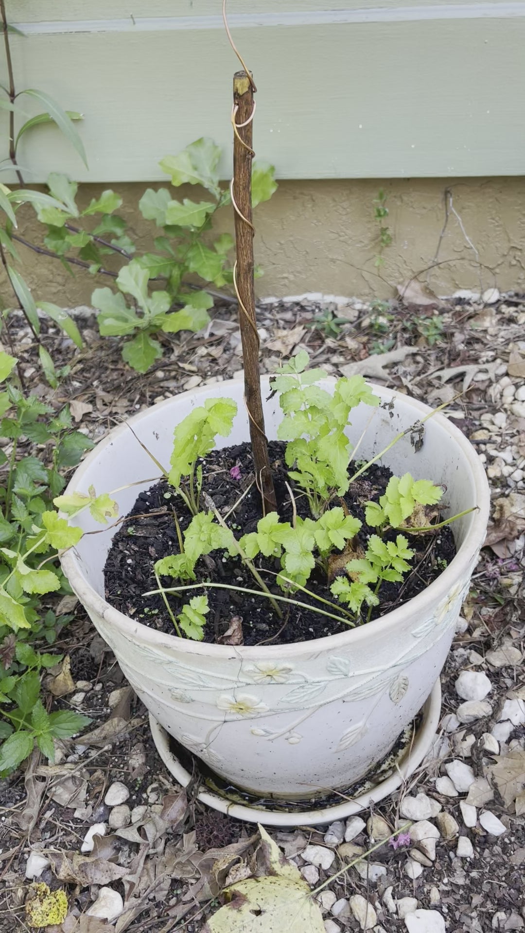 18” Mic ElectroFreedom Electroculture Antenna