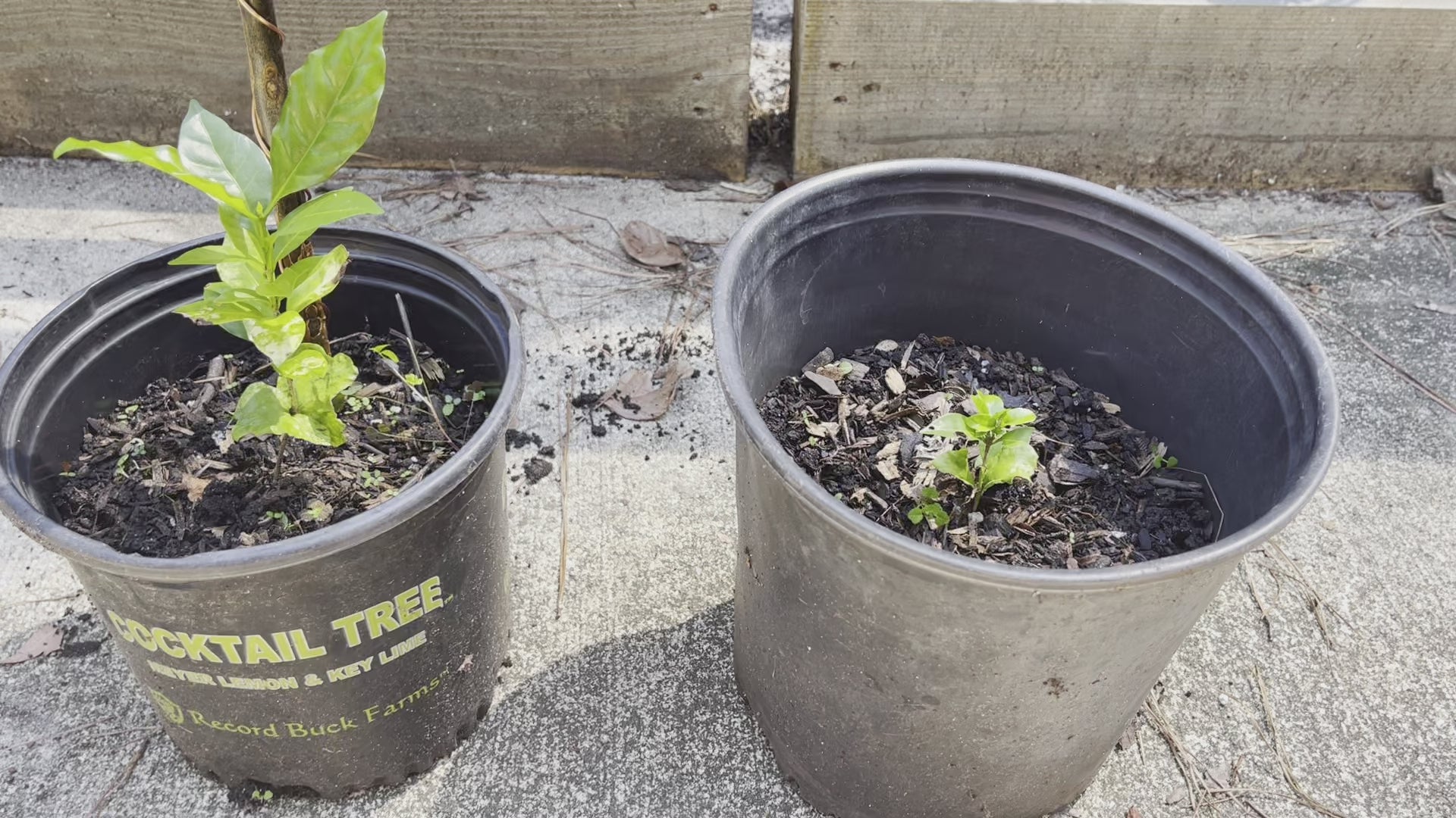 12” Green Thumb ElectroFreedom Electroculture Antenna (6 pack)