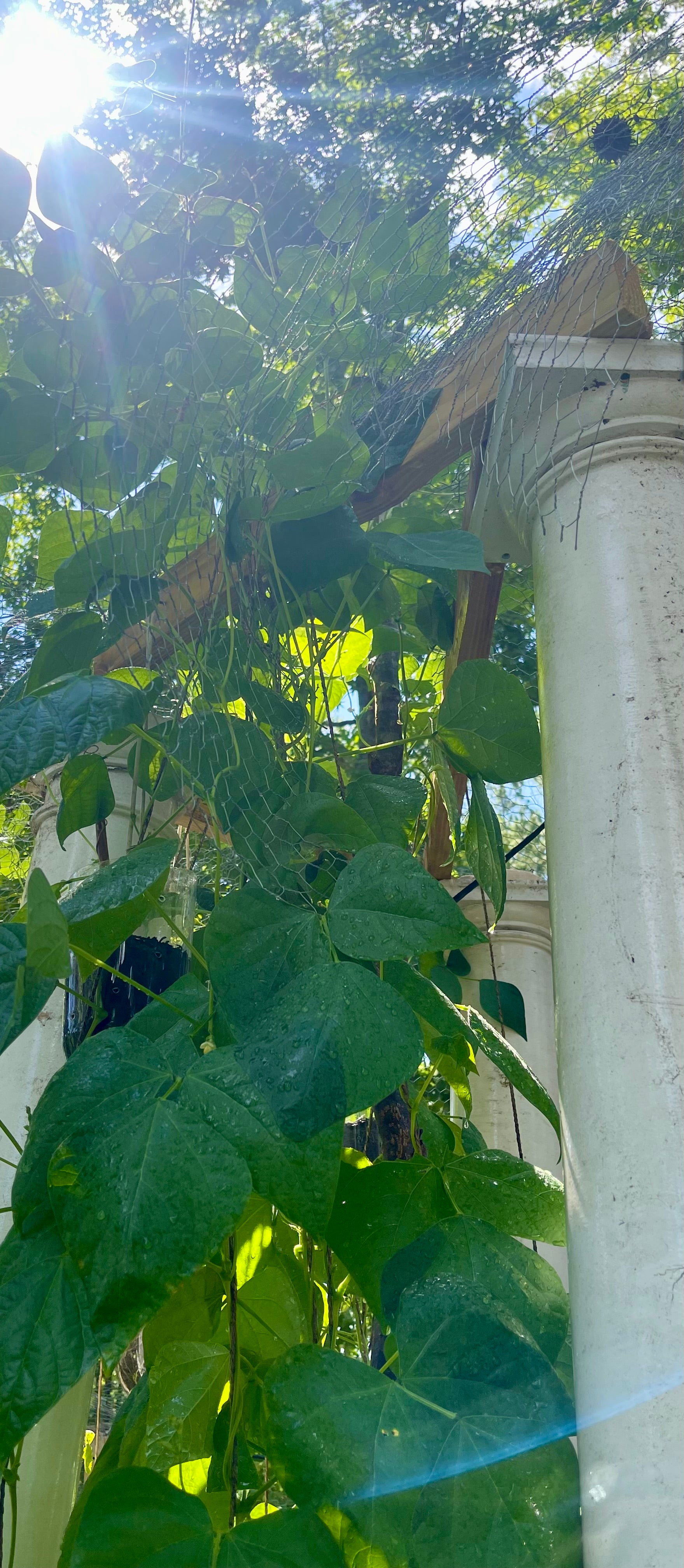 84” Patriot ElectroFreedom Electroculture Antenna