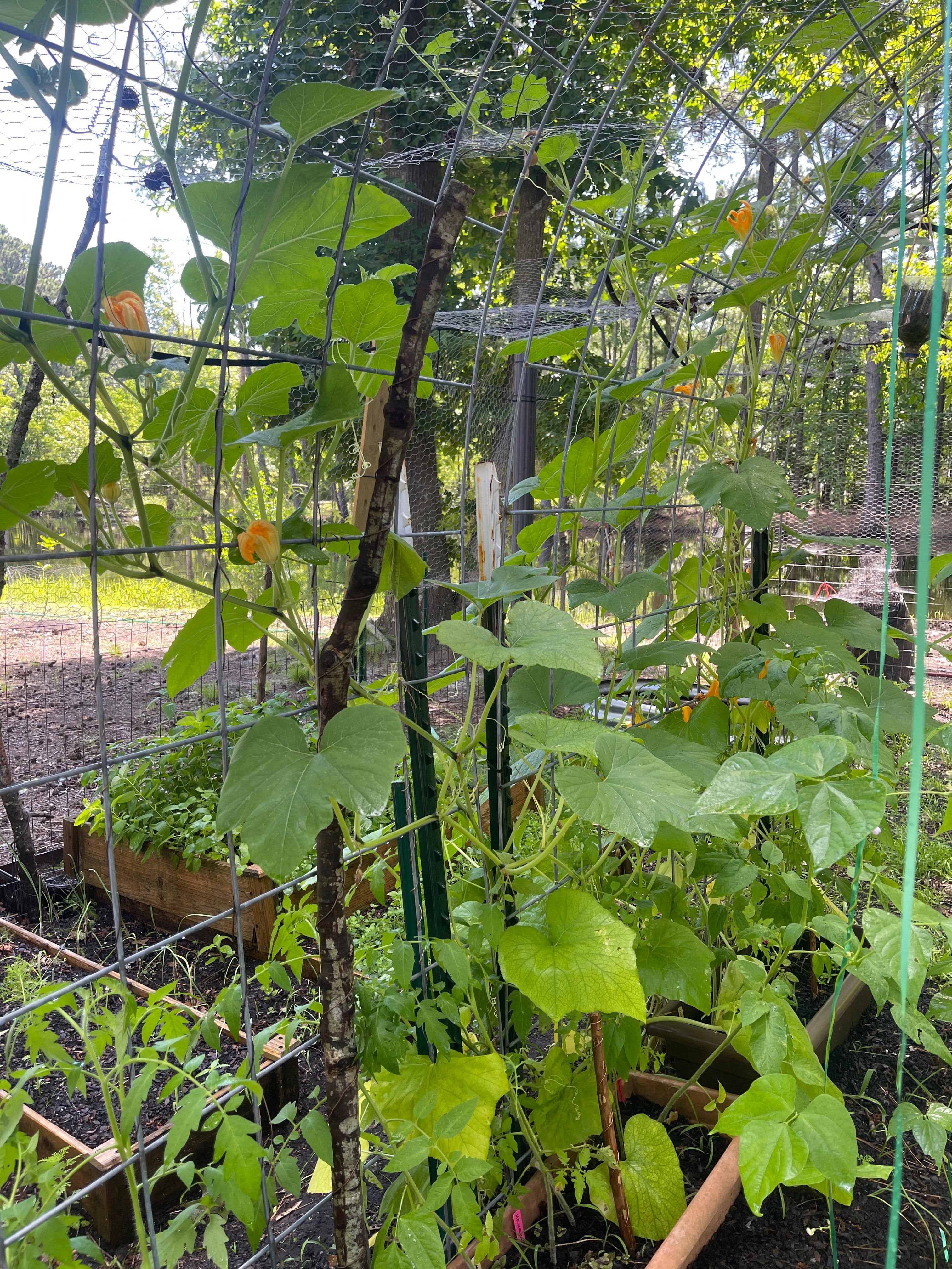 60” Homesteader ElectroFreedom Electroculture Antenna