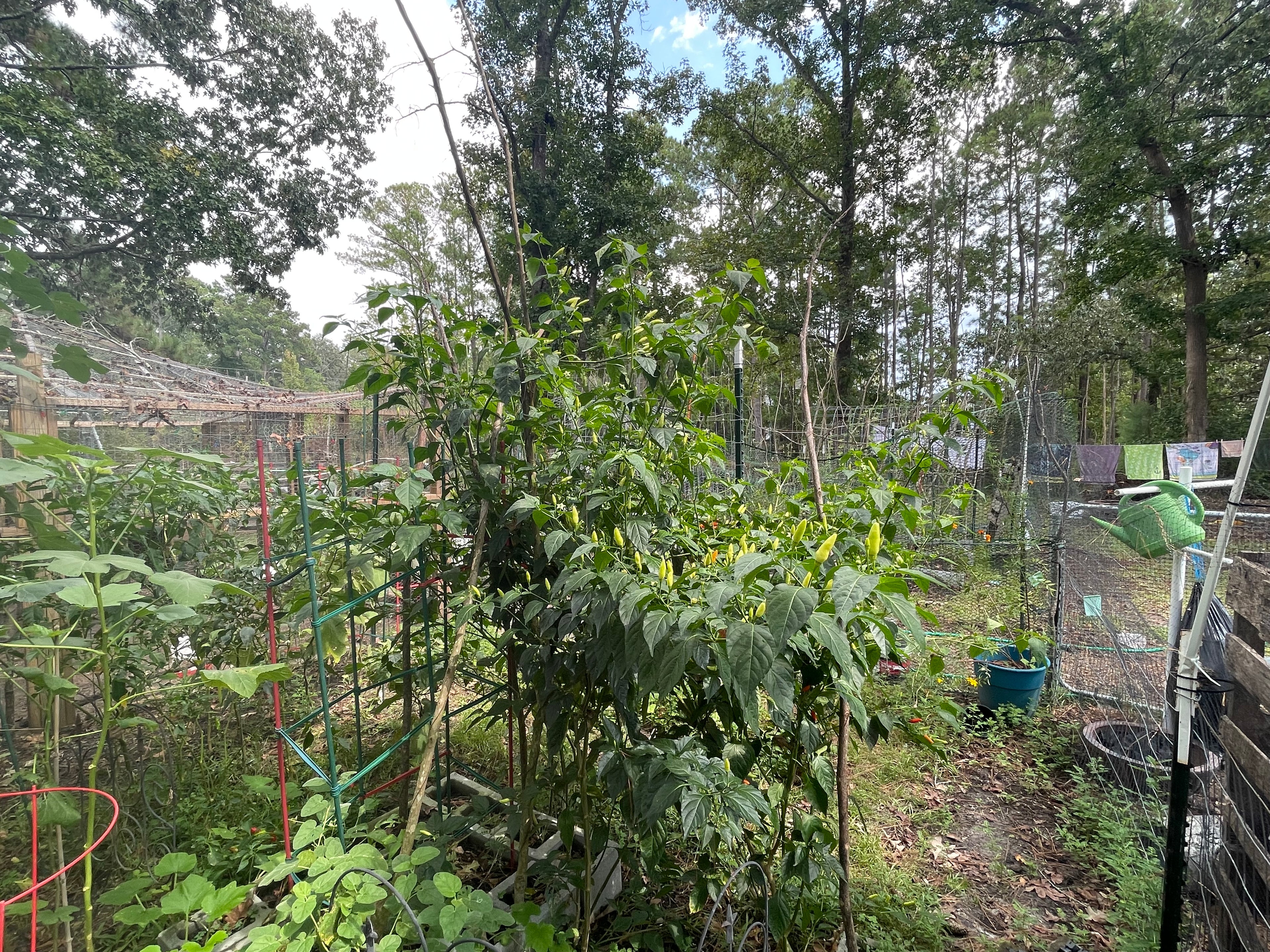 The Homesteader 5' Sacred Geometry Package