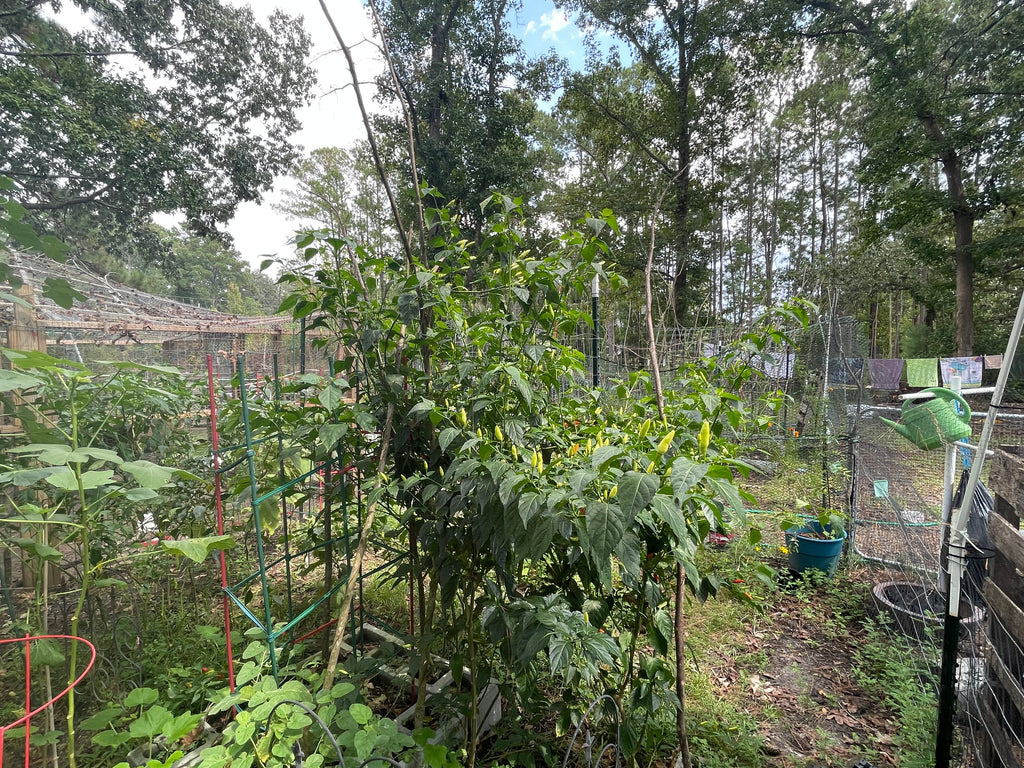 The Homesteader 5' Sacred Geometry Package