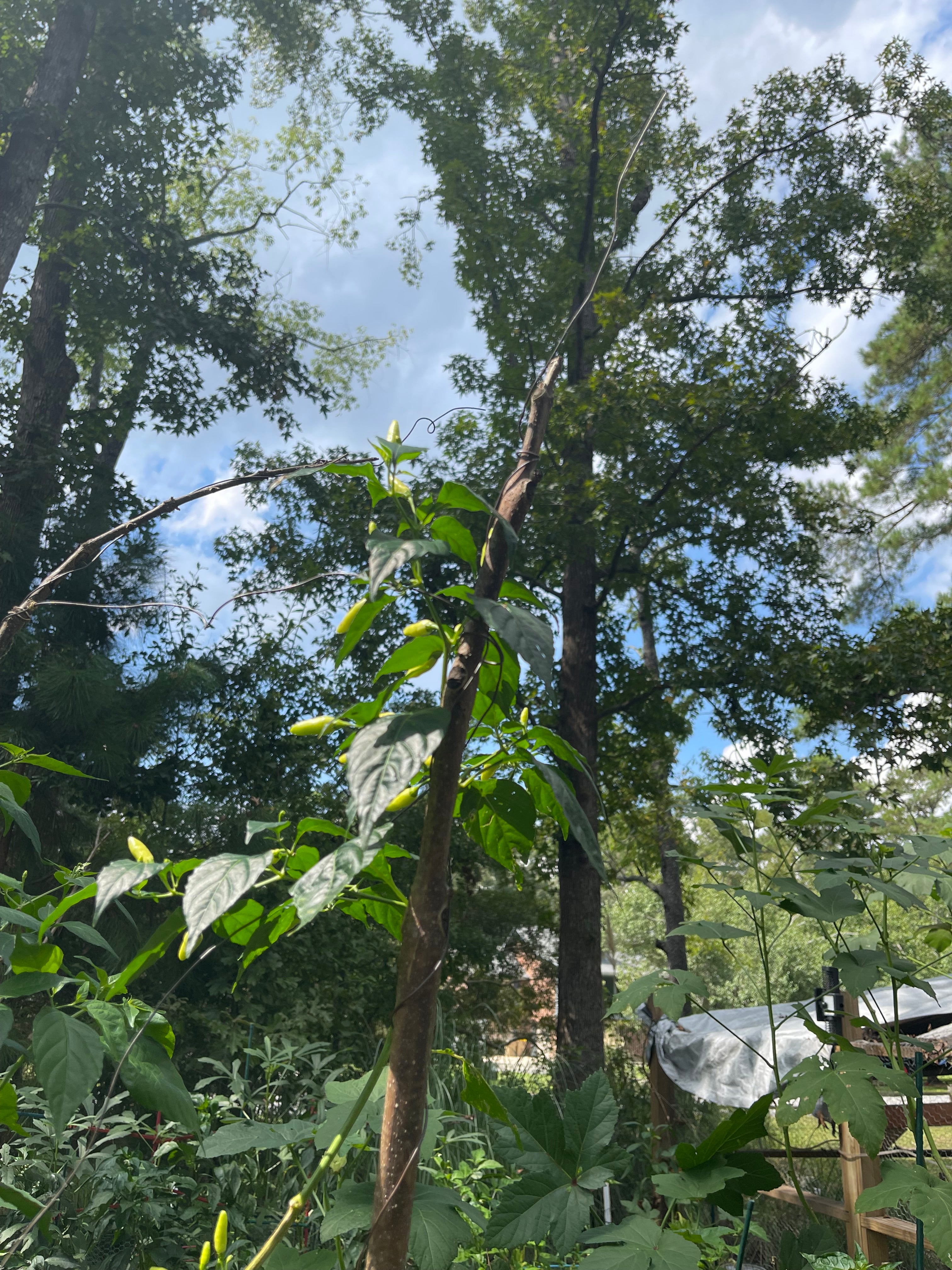 The Homesteader 5' Sacred Geometry Package